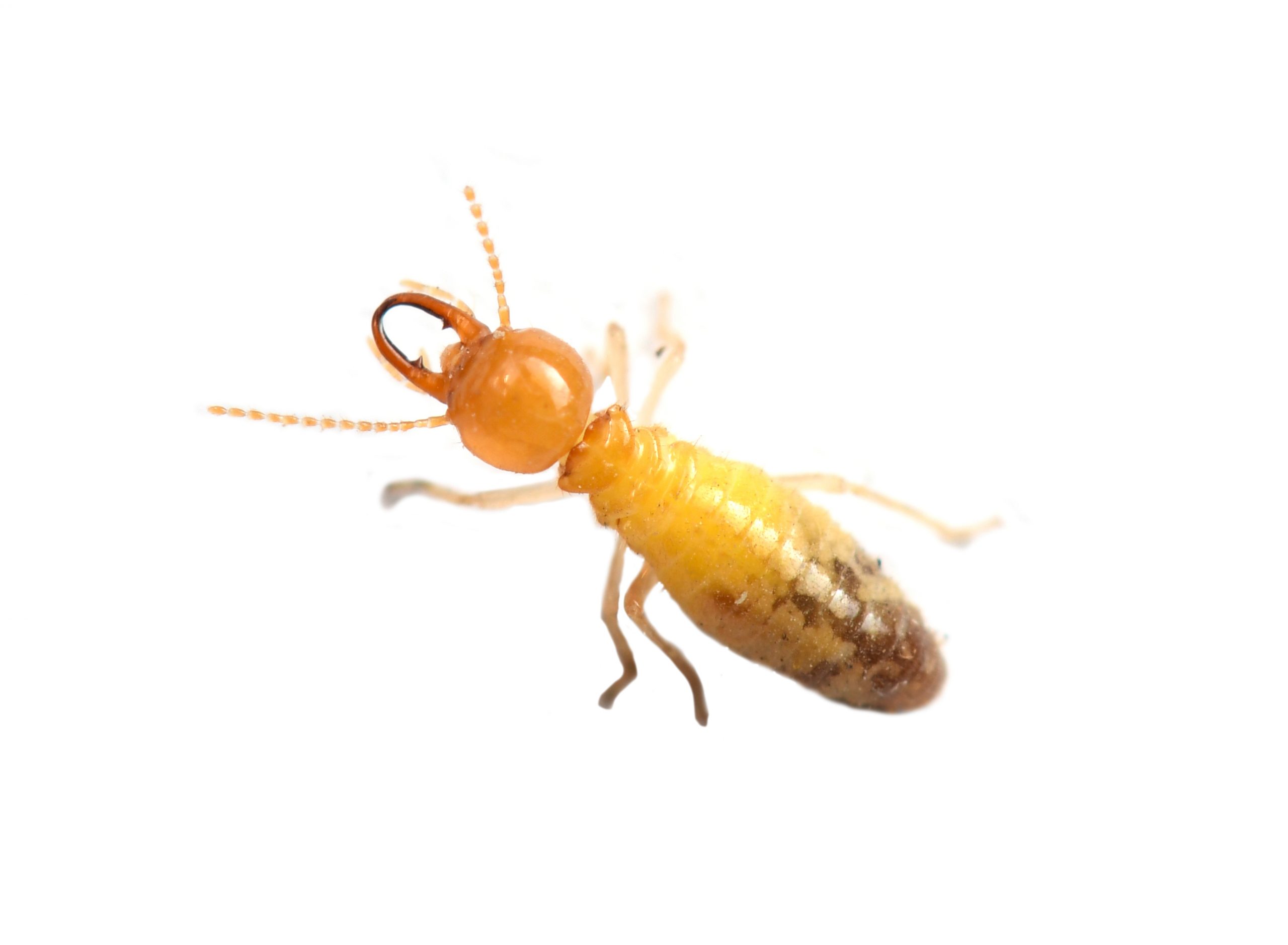 Termite damage requiring emergency treatment in New Jersey