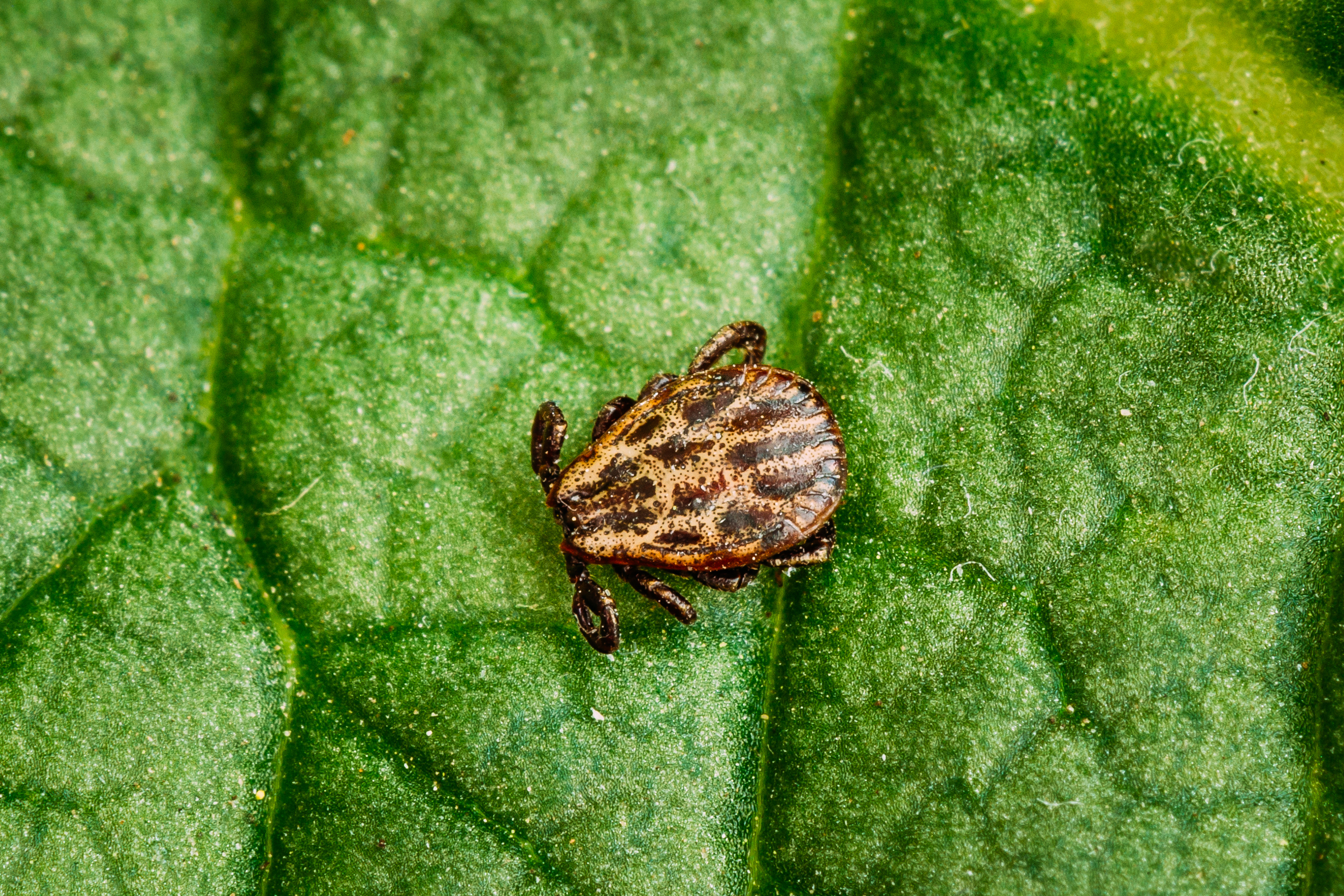 Tick on a green leaf - tick control and prevention in Northern New Jersey
