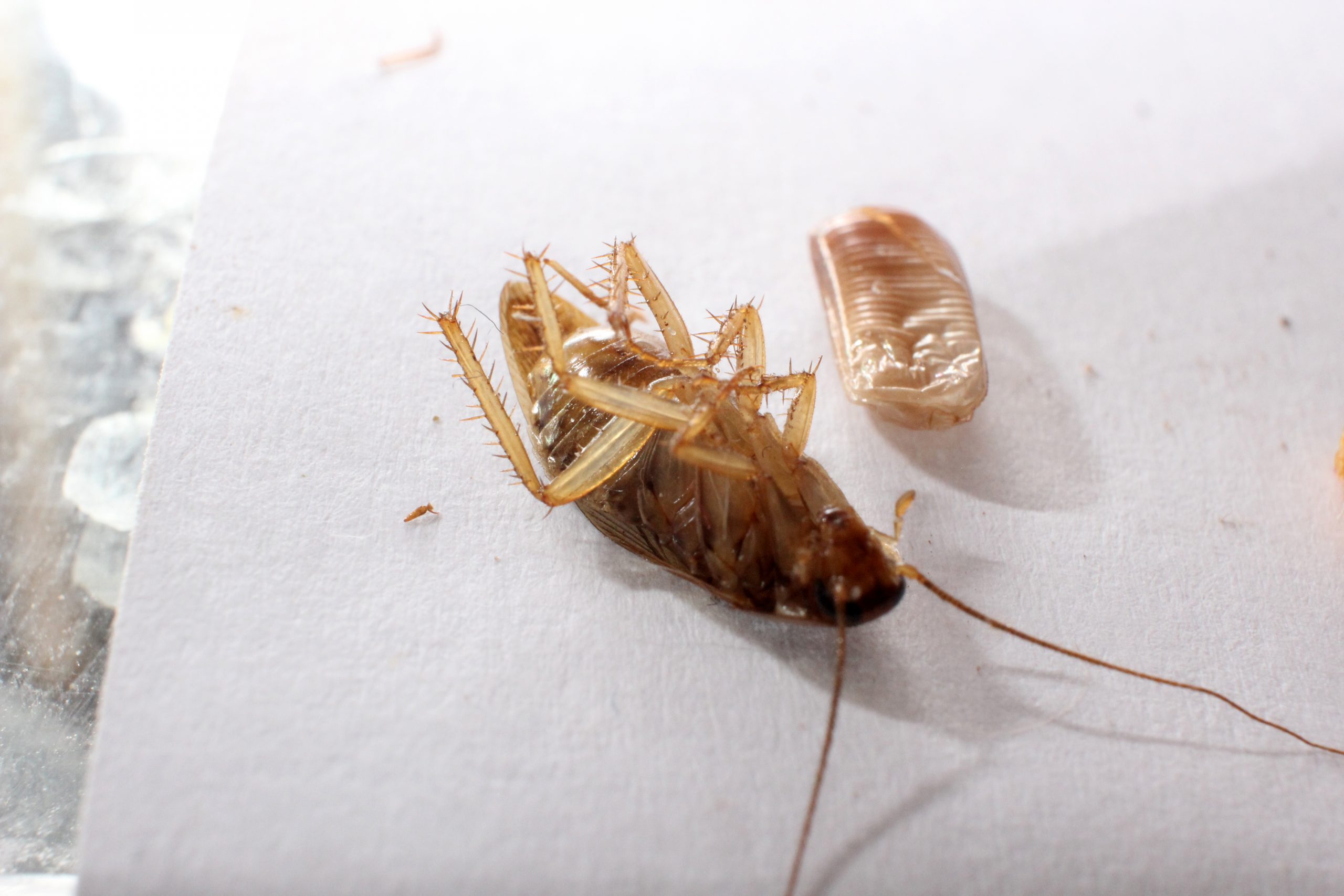 Cockroach — Rutherford