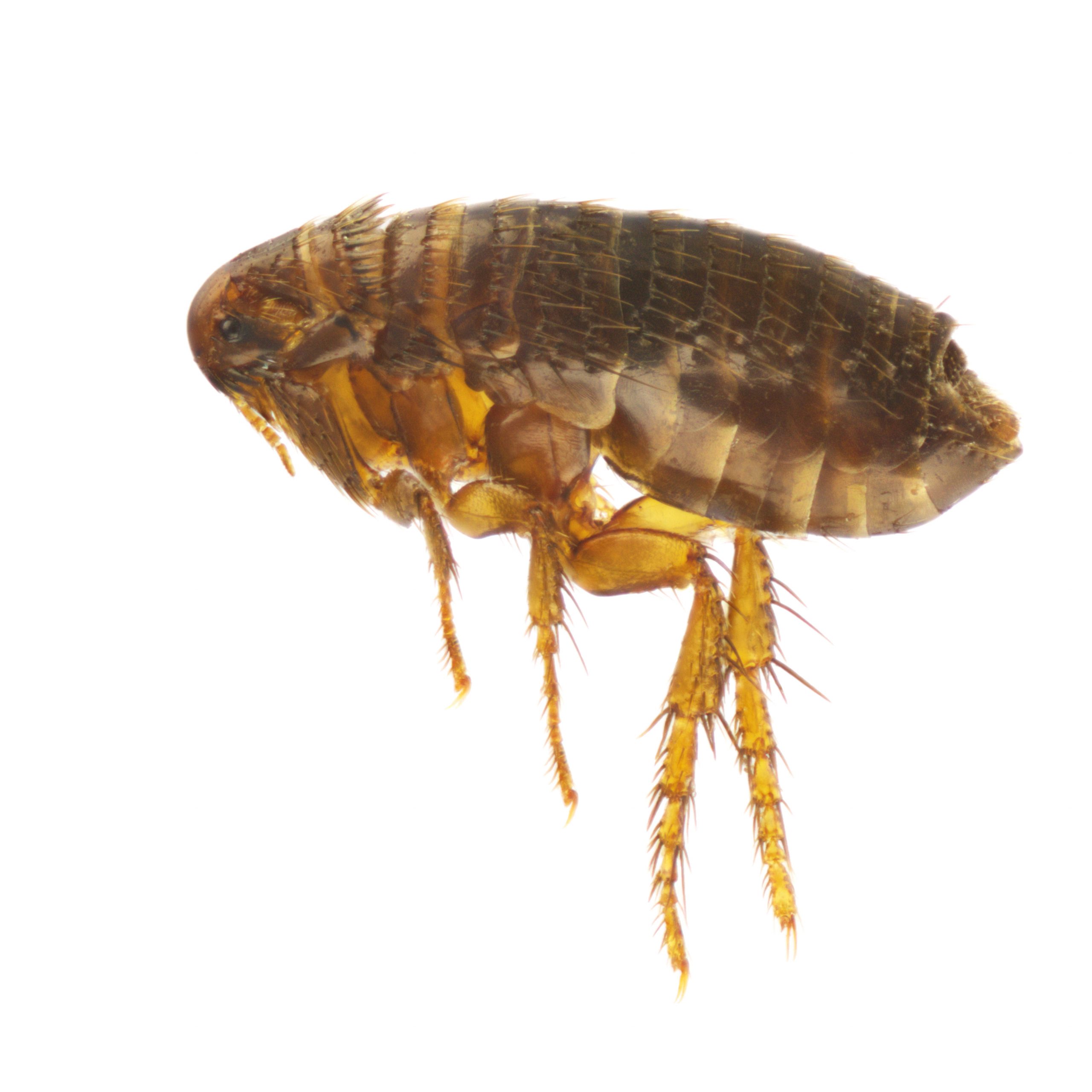 Close-up image of fleas on a surface - flea exterminator service in New Jersey
