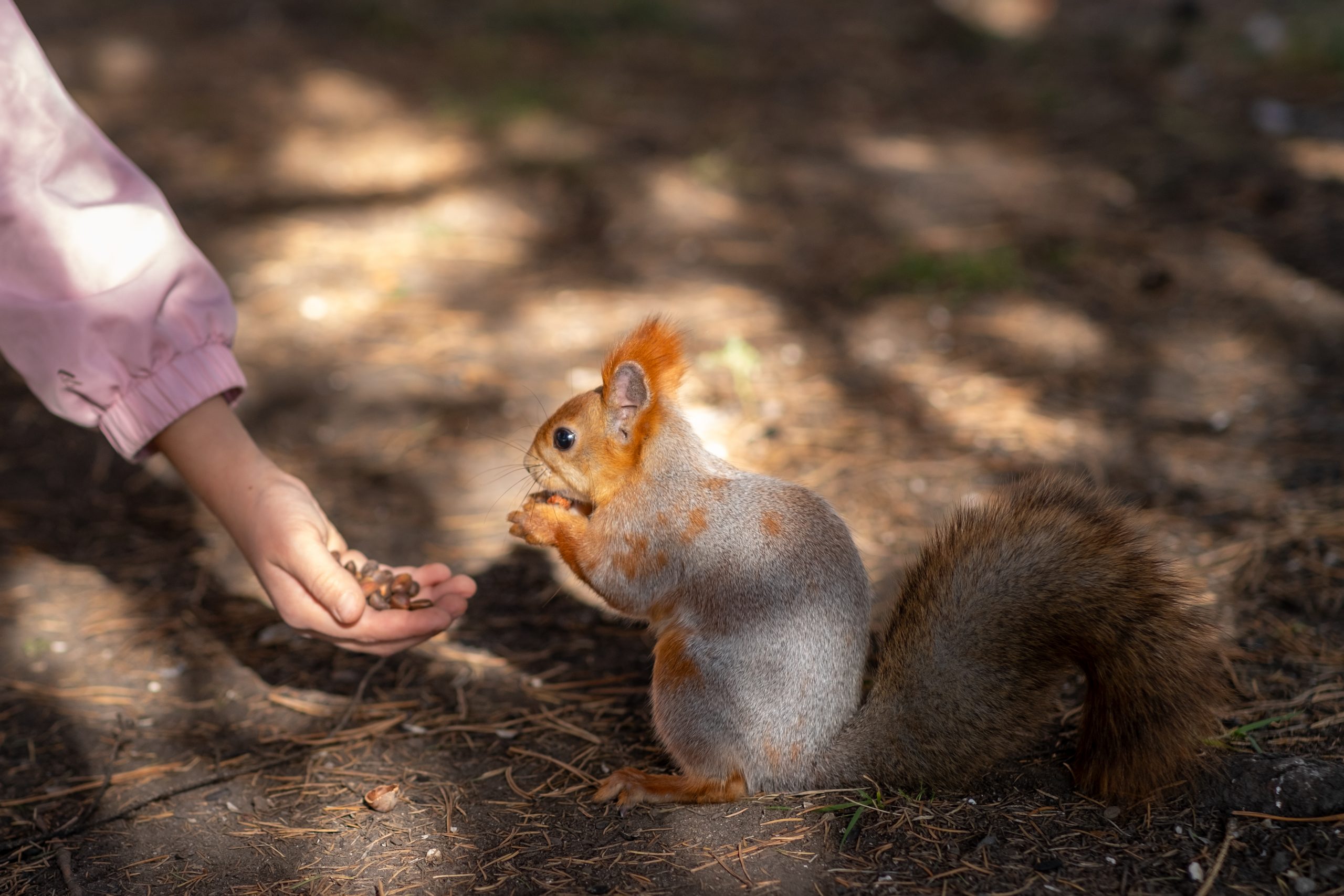 Squirrel eating nuts