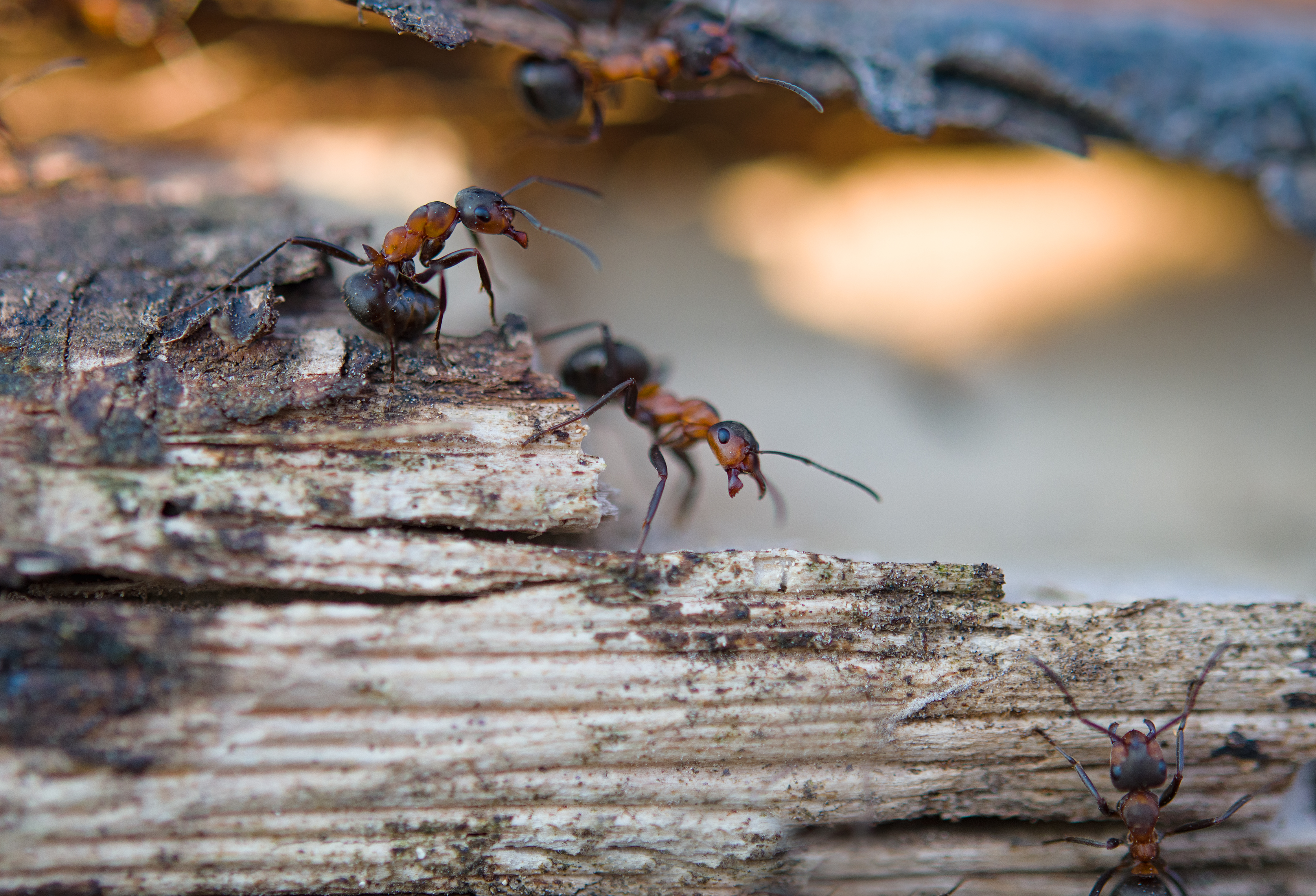 Small ants on leaves