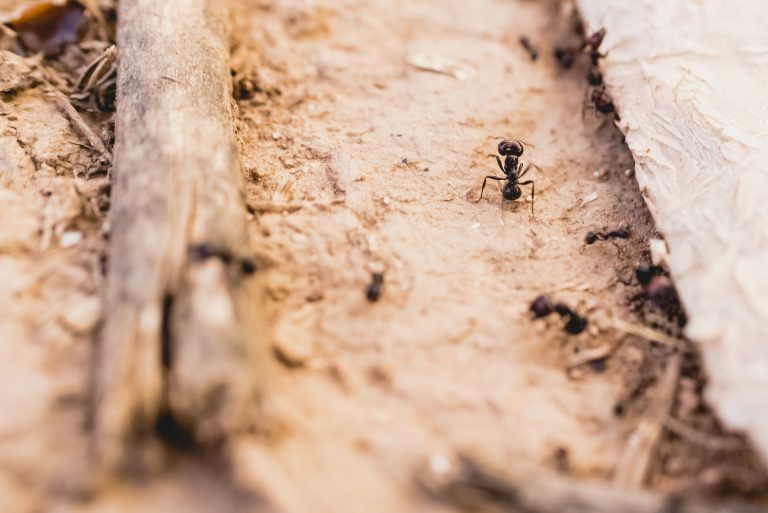 House ants