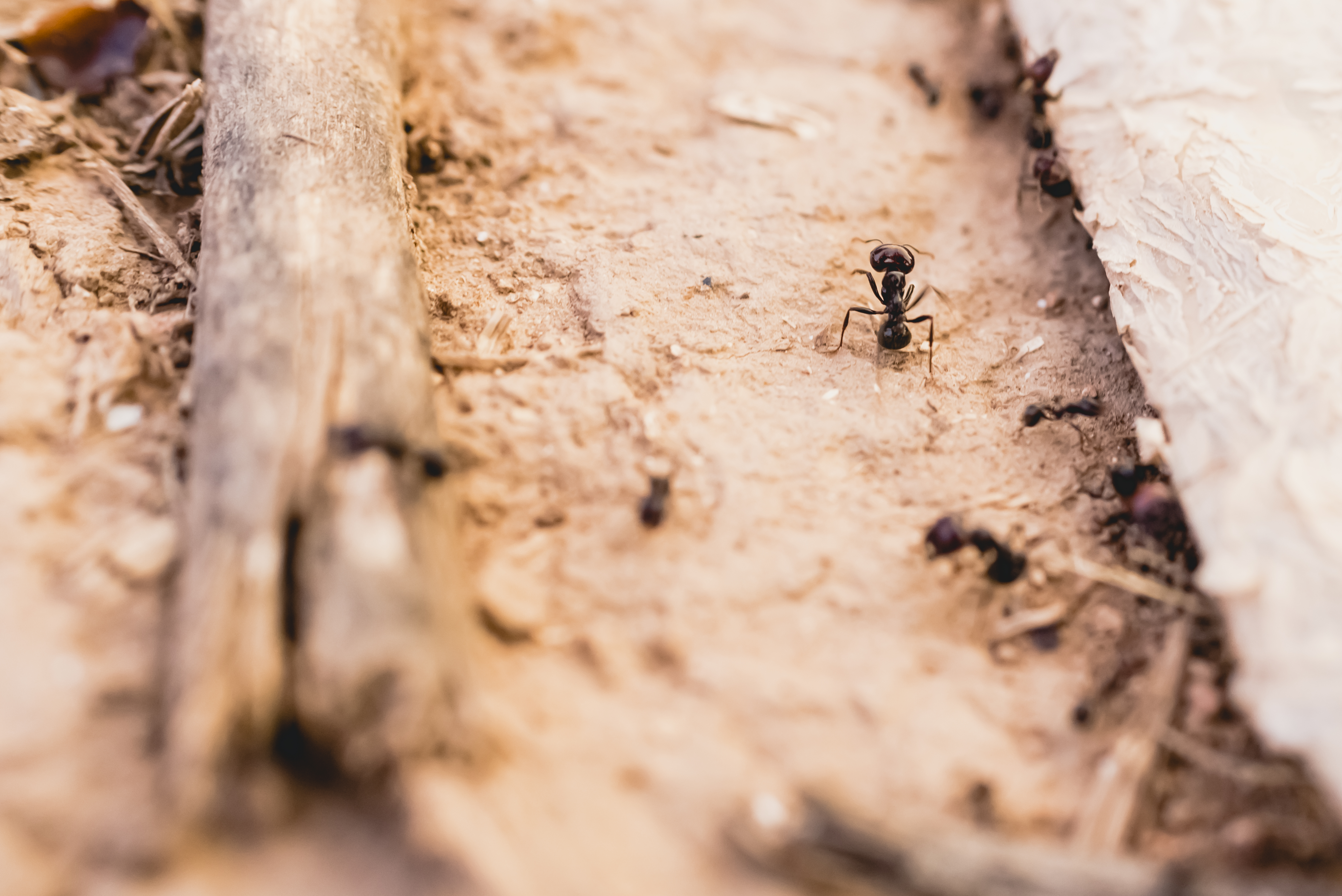 Ants walking in a line looking for food