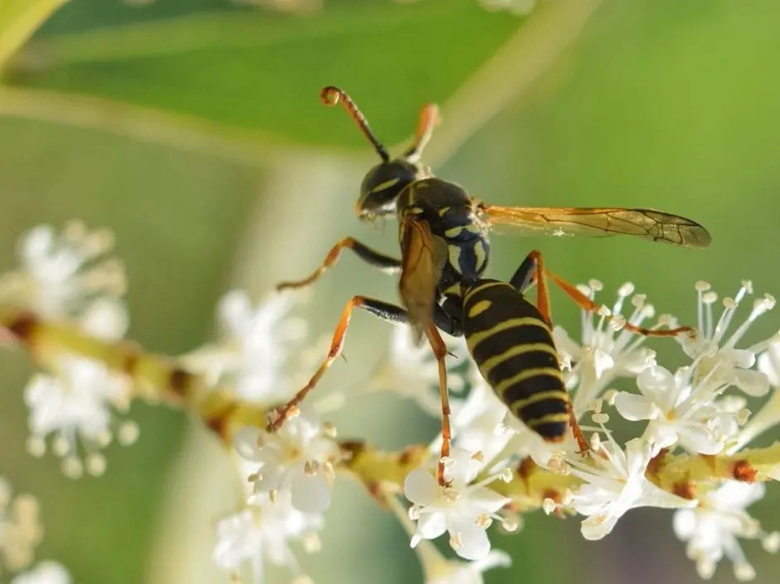 Wasp close-up in West Milford, NJ