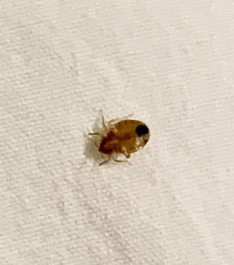 Bed bugs