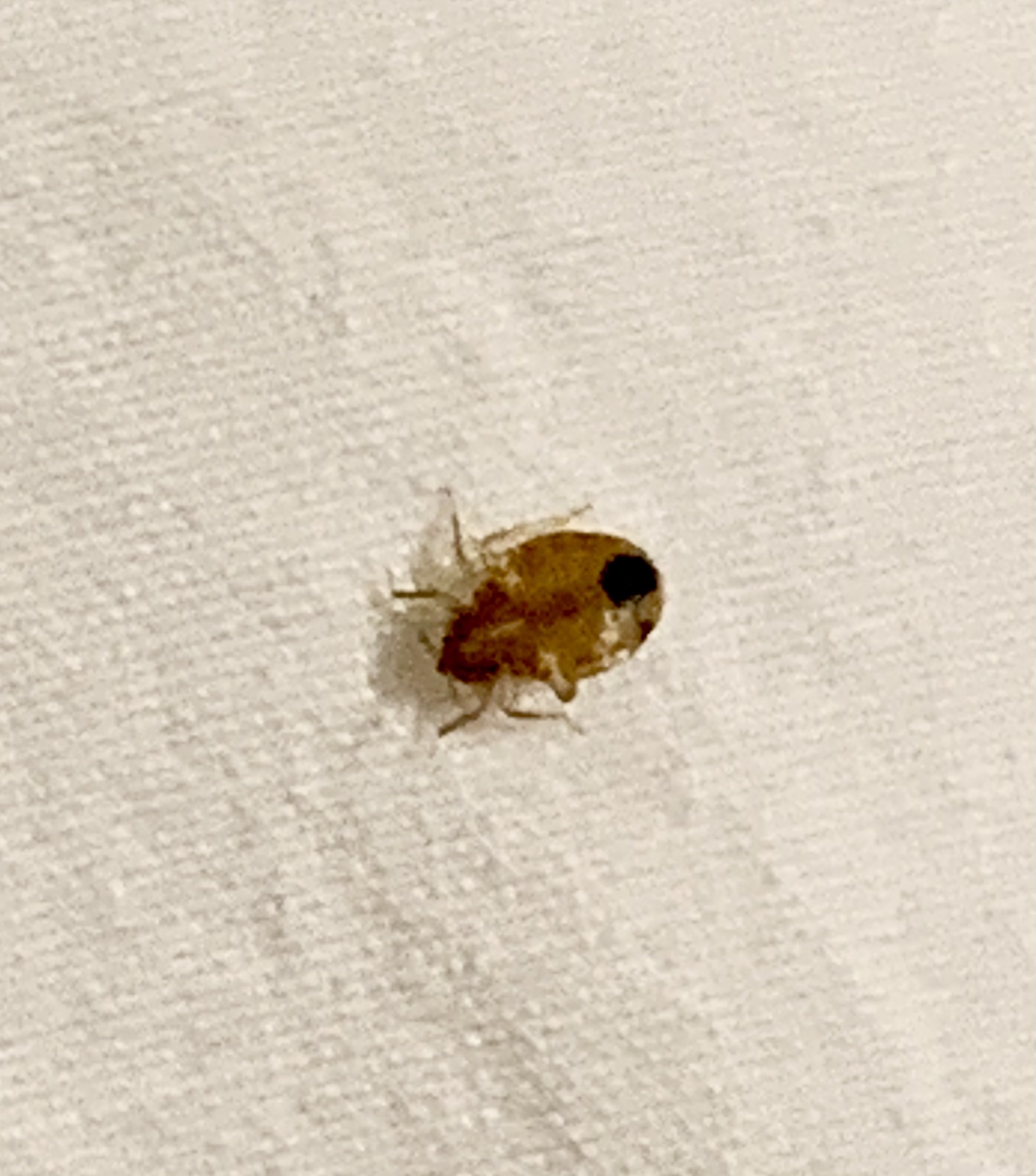 Bed bug on a bed sheet
