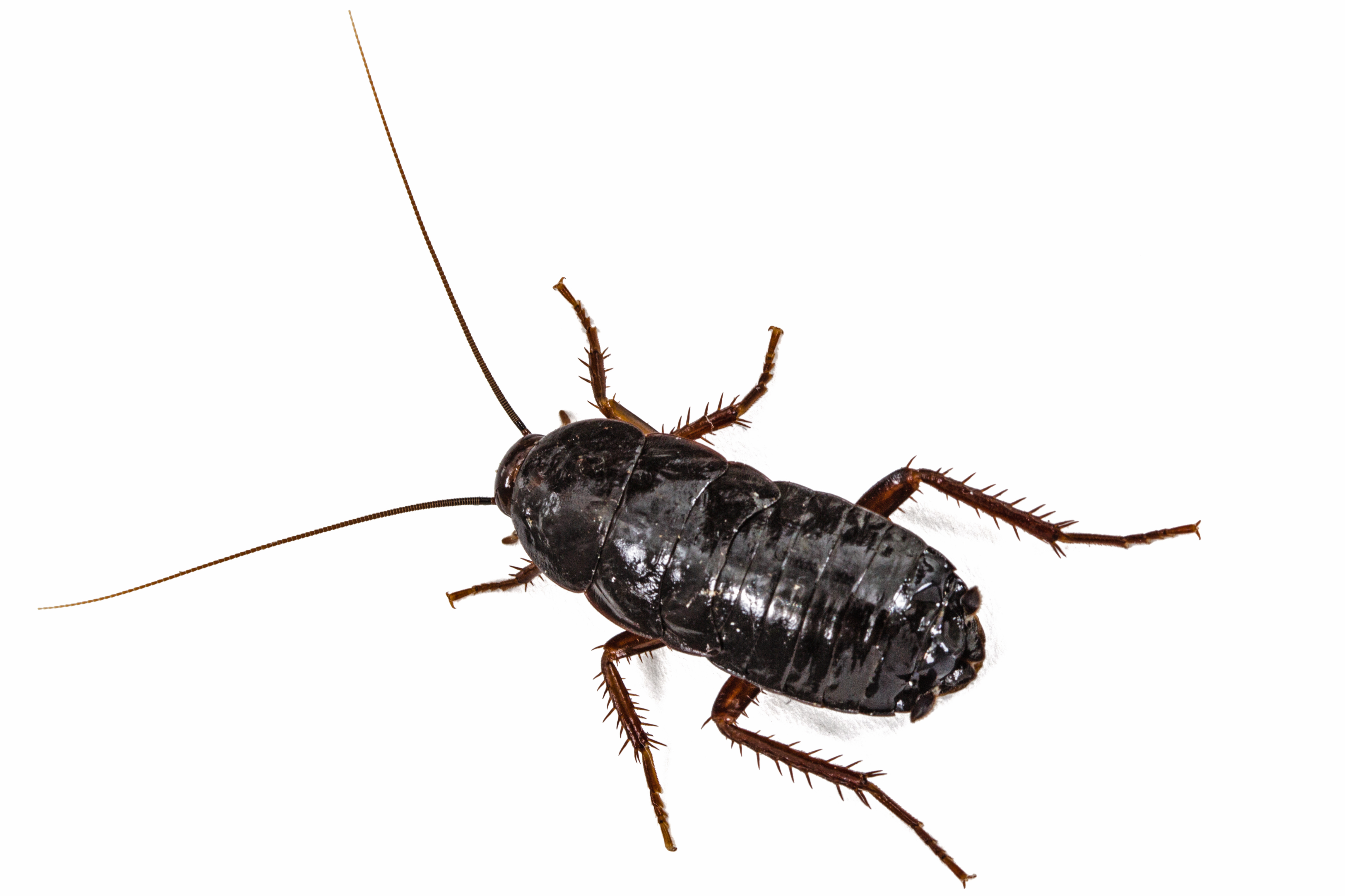 Dark shiny cockroach shown against a white background