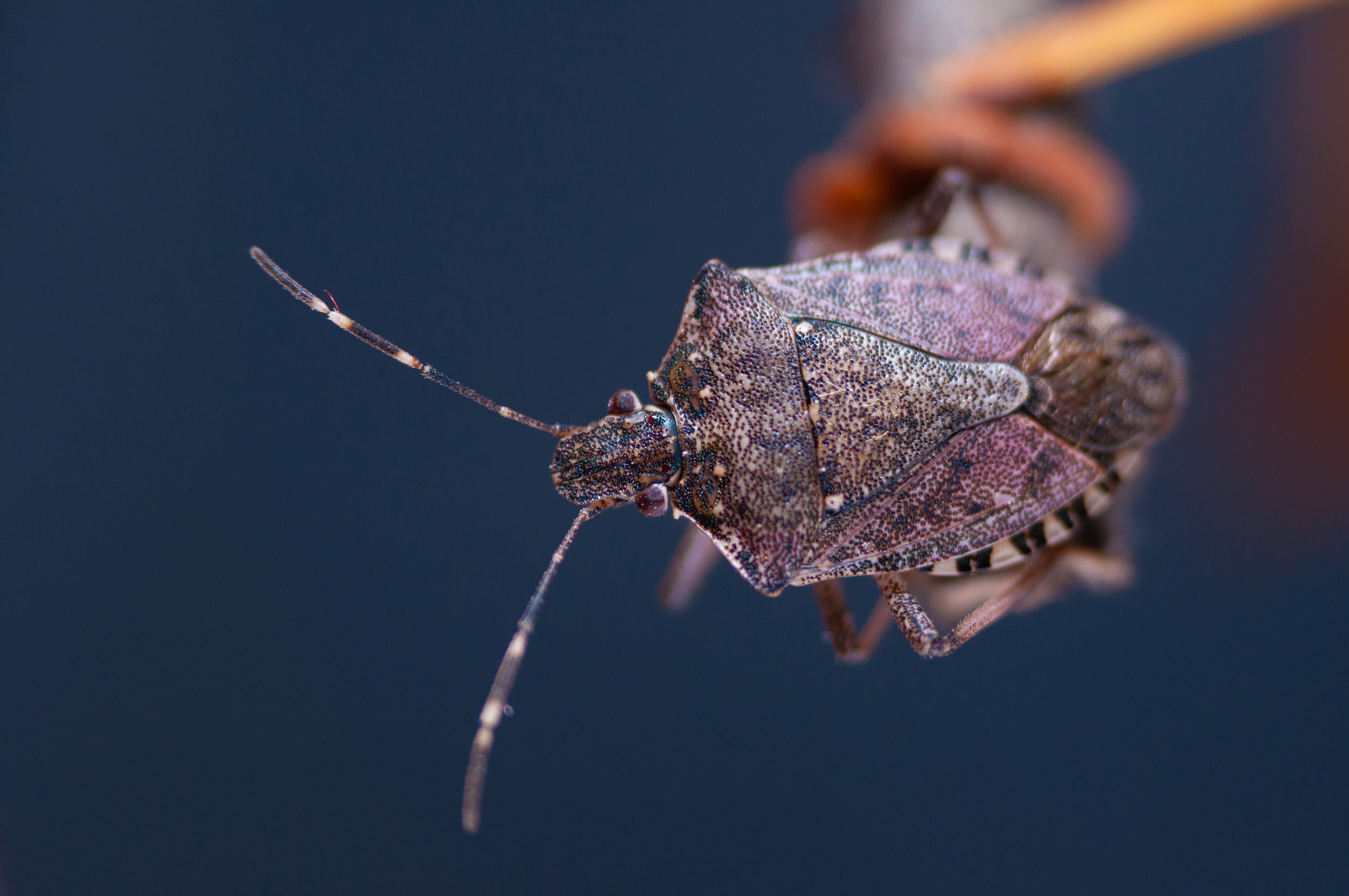 Brown marmorated stink bug close-up