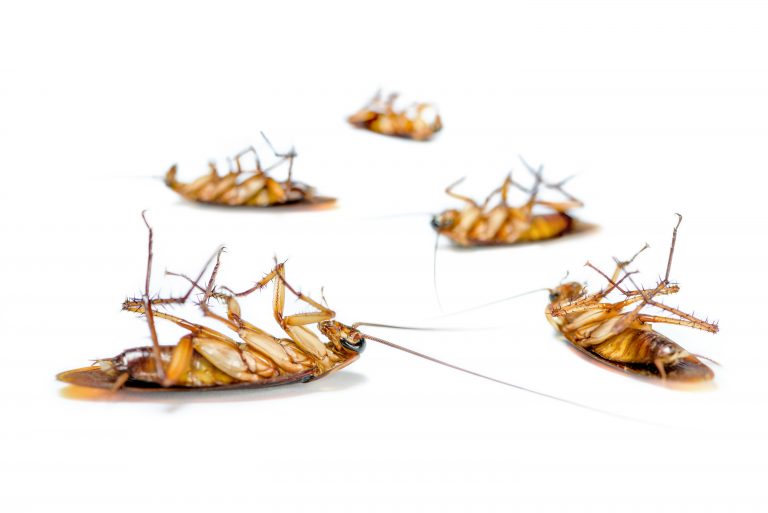German & American cockroaches
