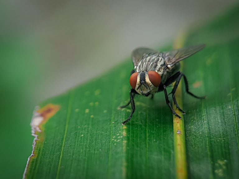 House flies