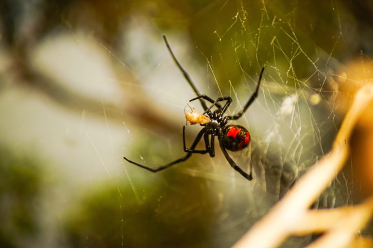 Black widow spiders