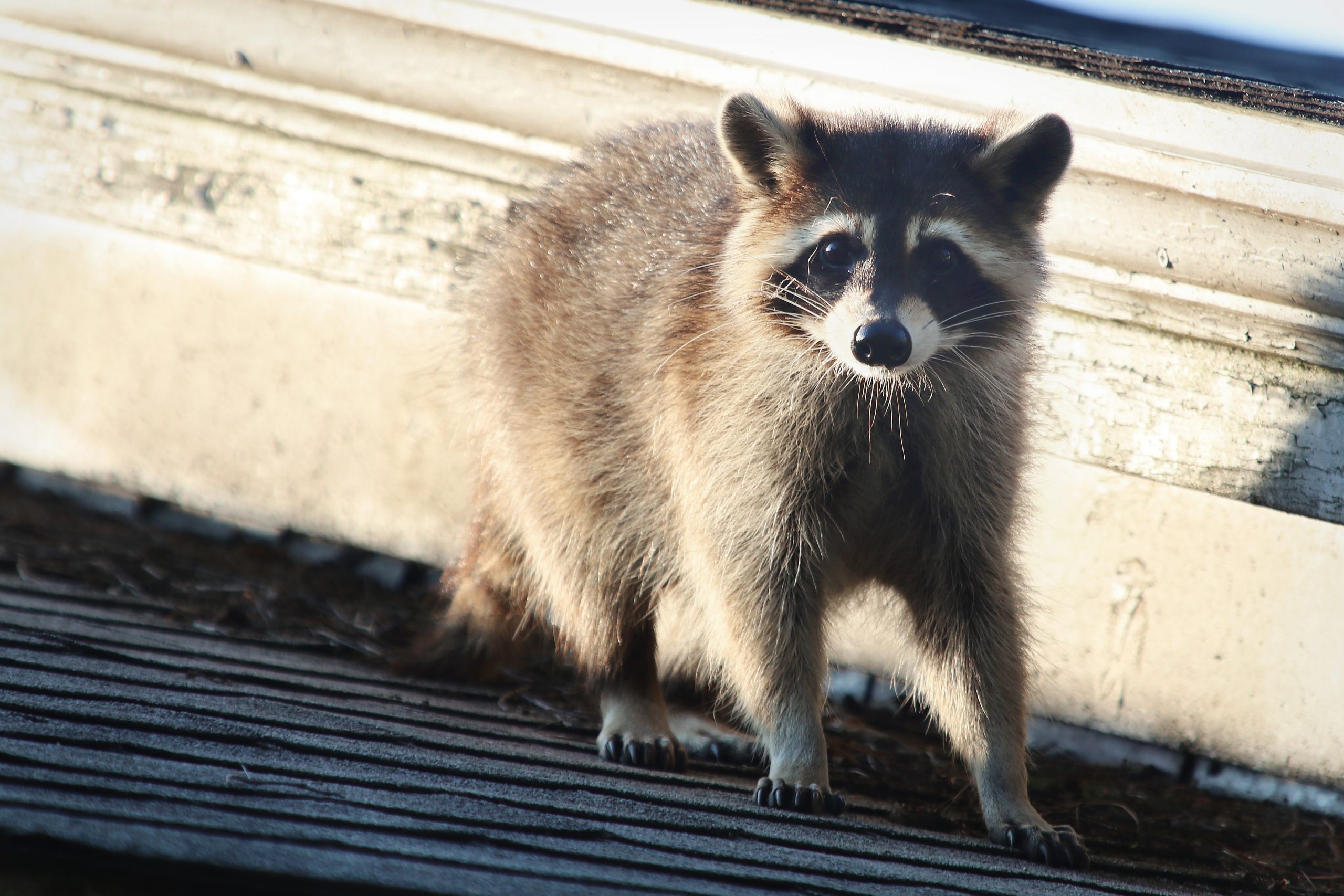 Raccoon requiring emergency removal in Garfield, NJ