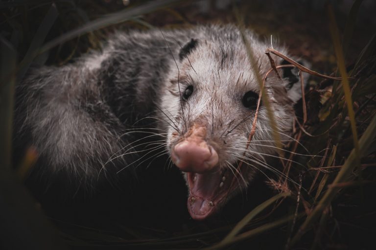 Opossums