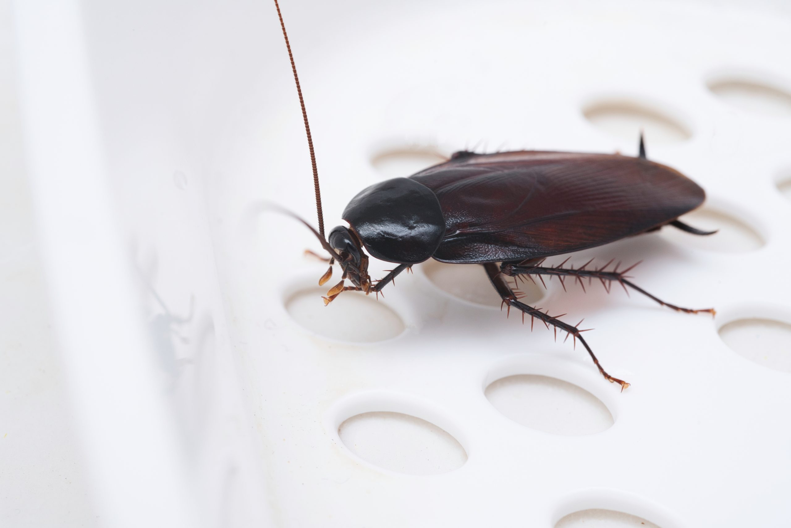 Oriental Cockroach