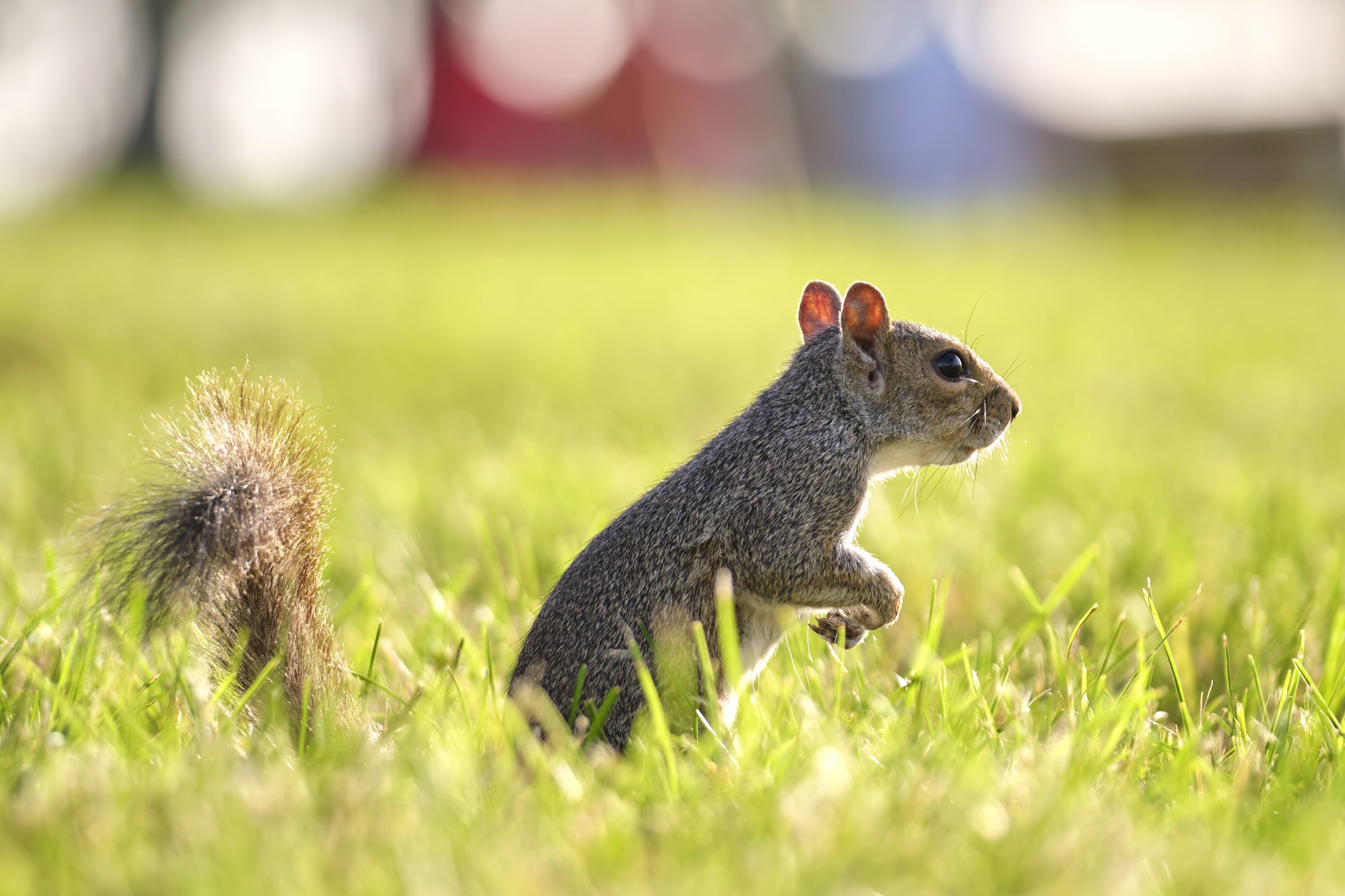 Emergency squirrel removal near me
