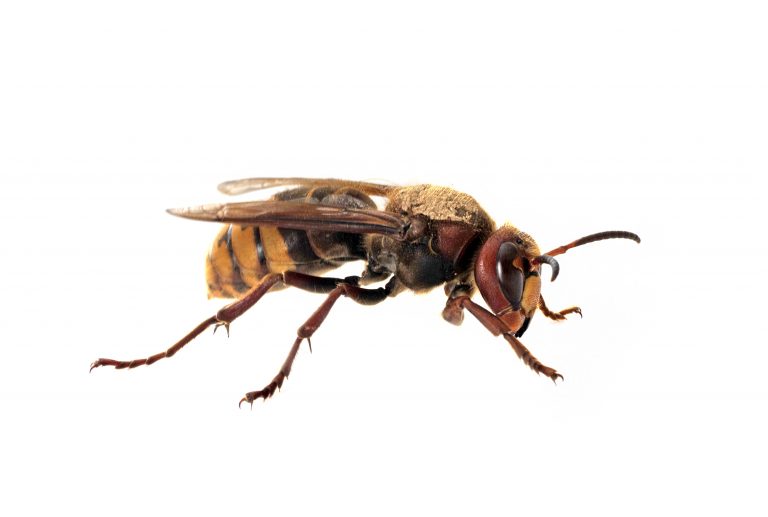 European hornets