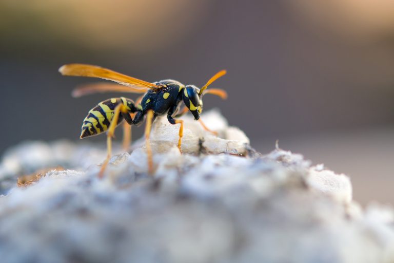 Yellow jackets