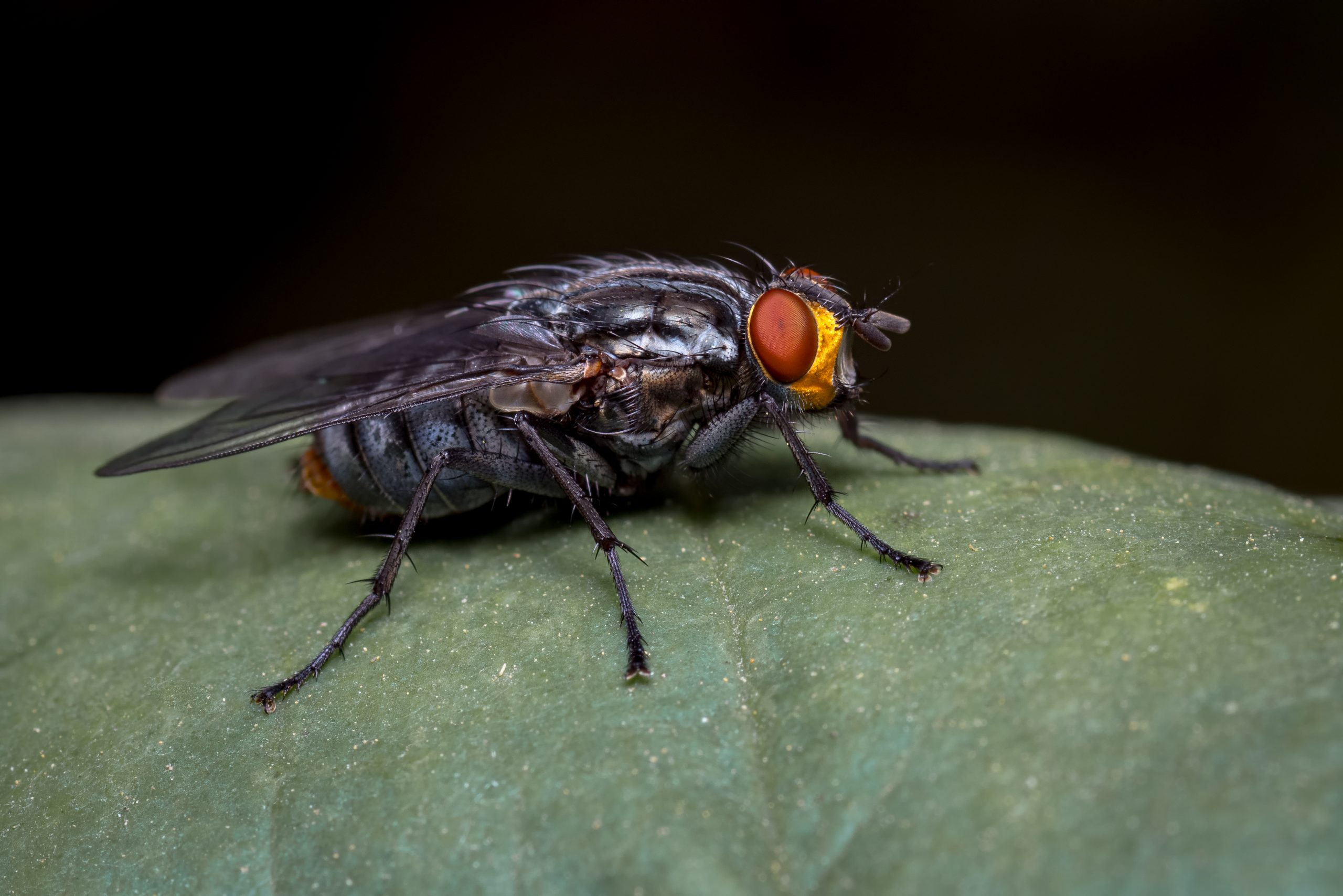 Fly close-up, emergency fly treatment near me