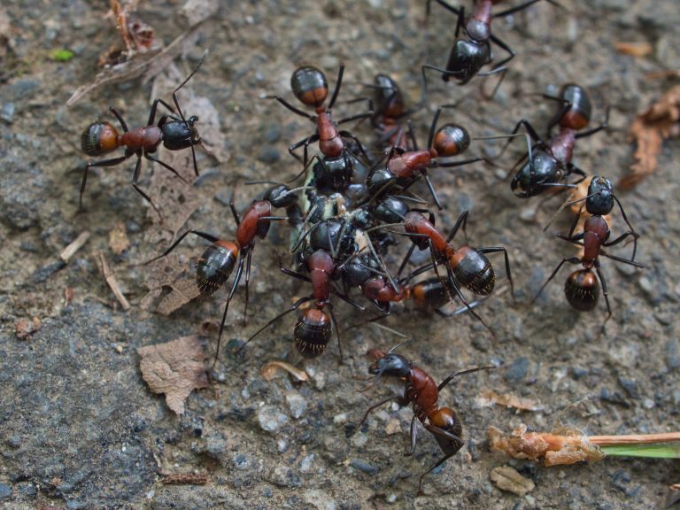 Carpenter ants