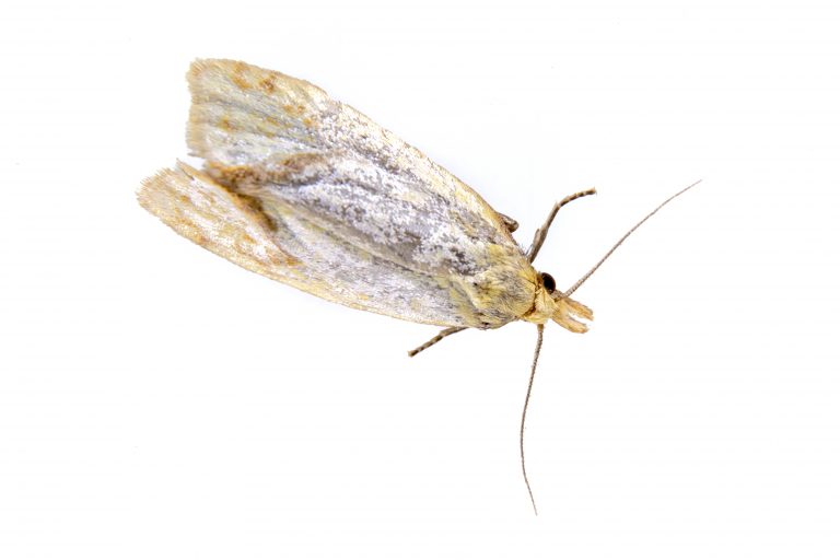 Clothing moths