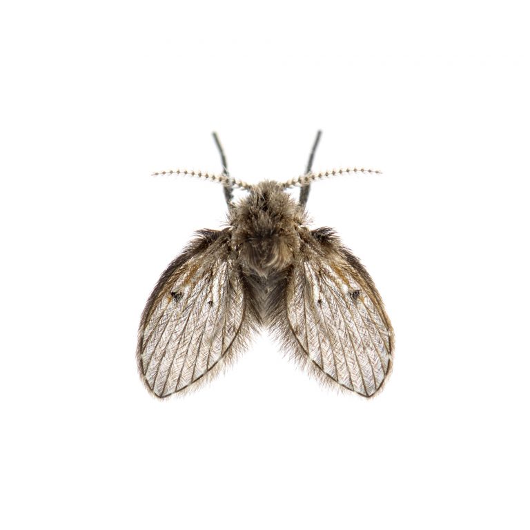 Drain flies