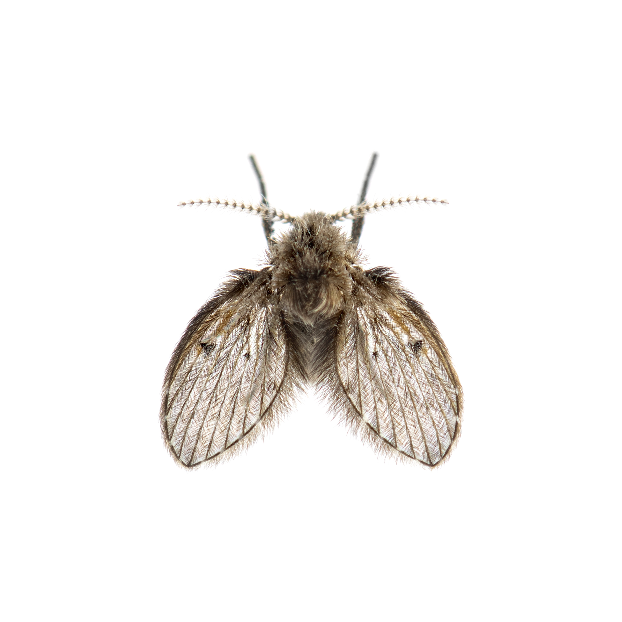 Drain fly removal in commercial kitchen floor drains