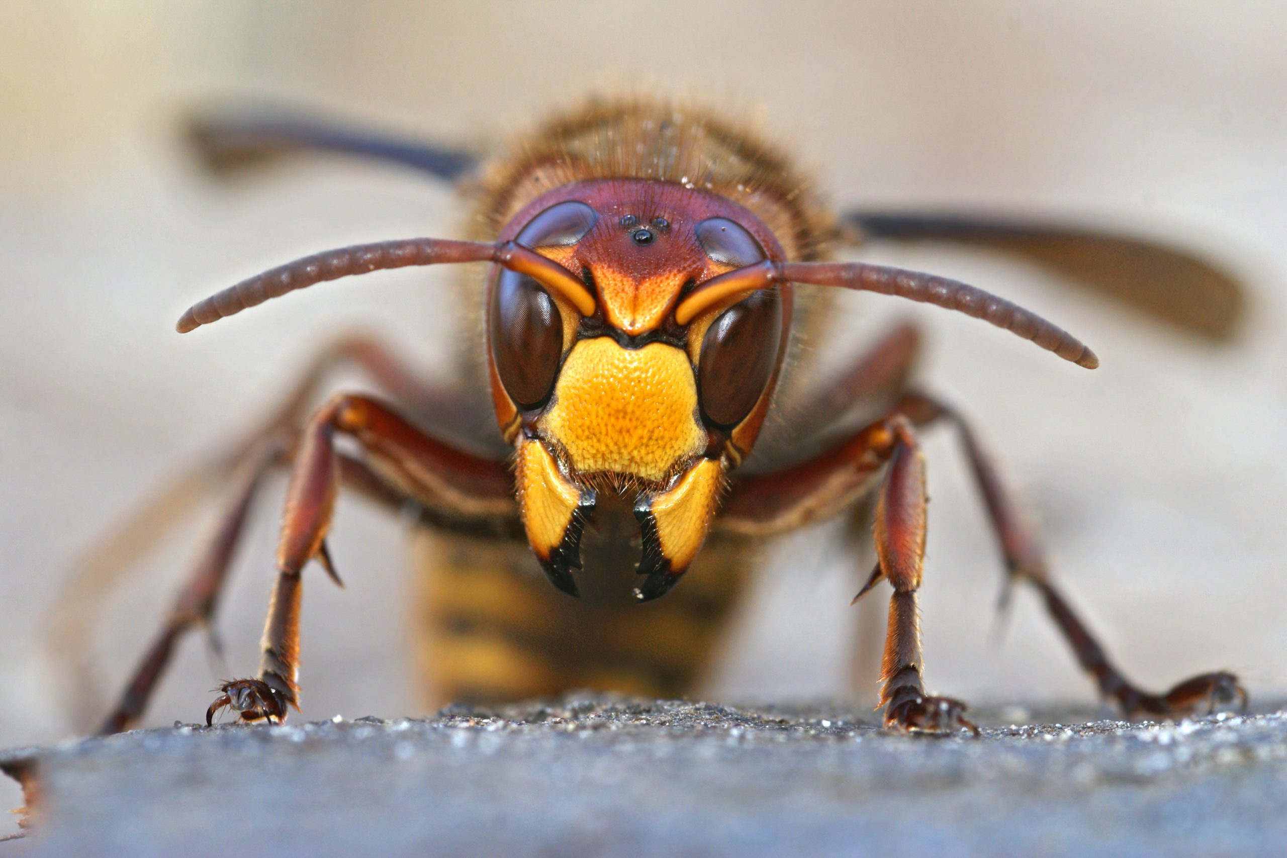 Hornet close-up in West Milford, NJ