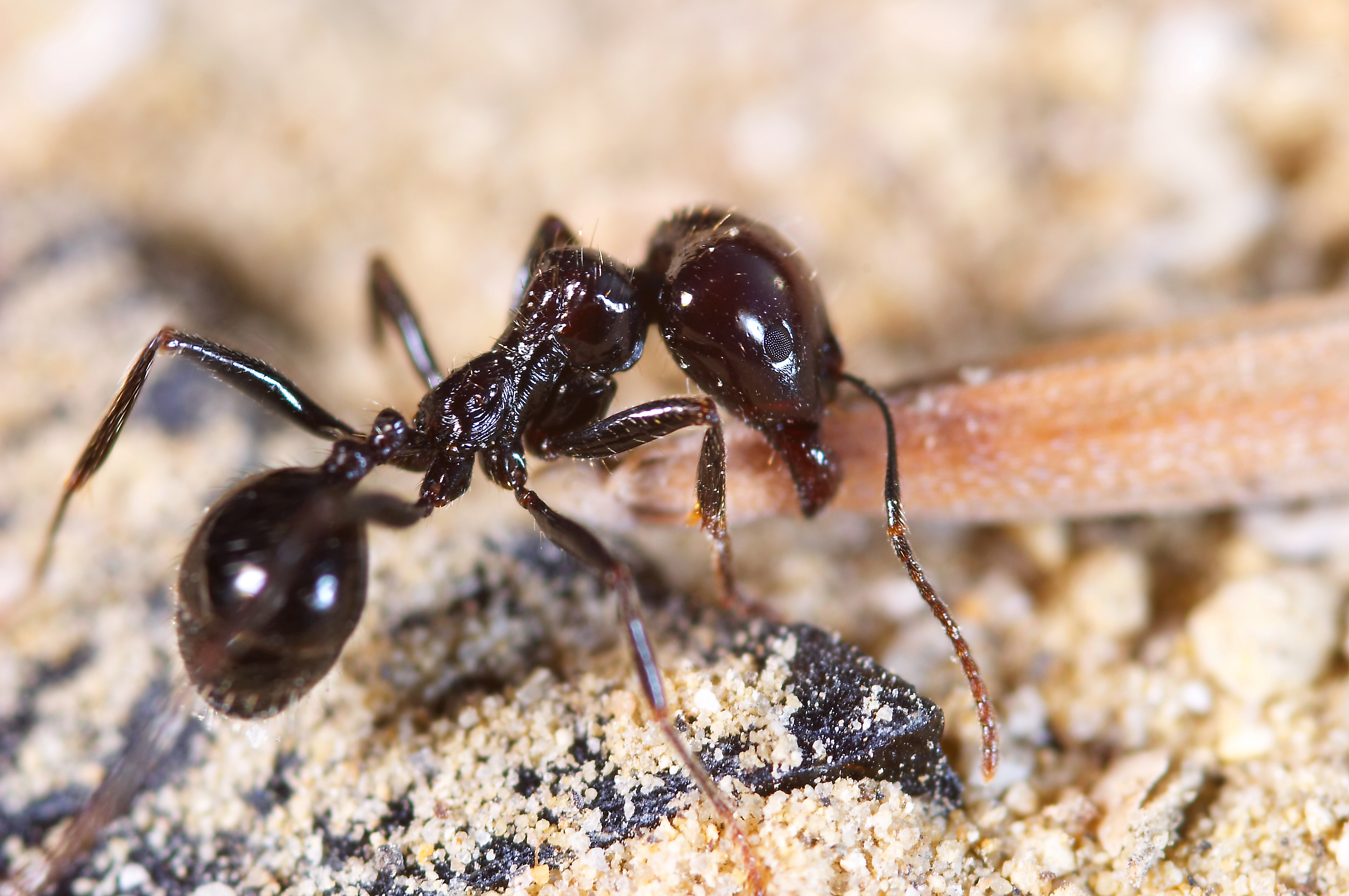 Close-up of a tiny ant