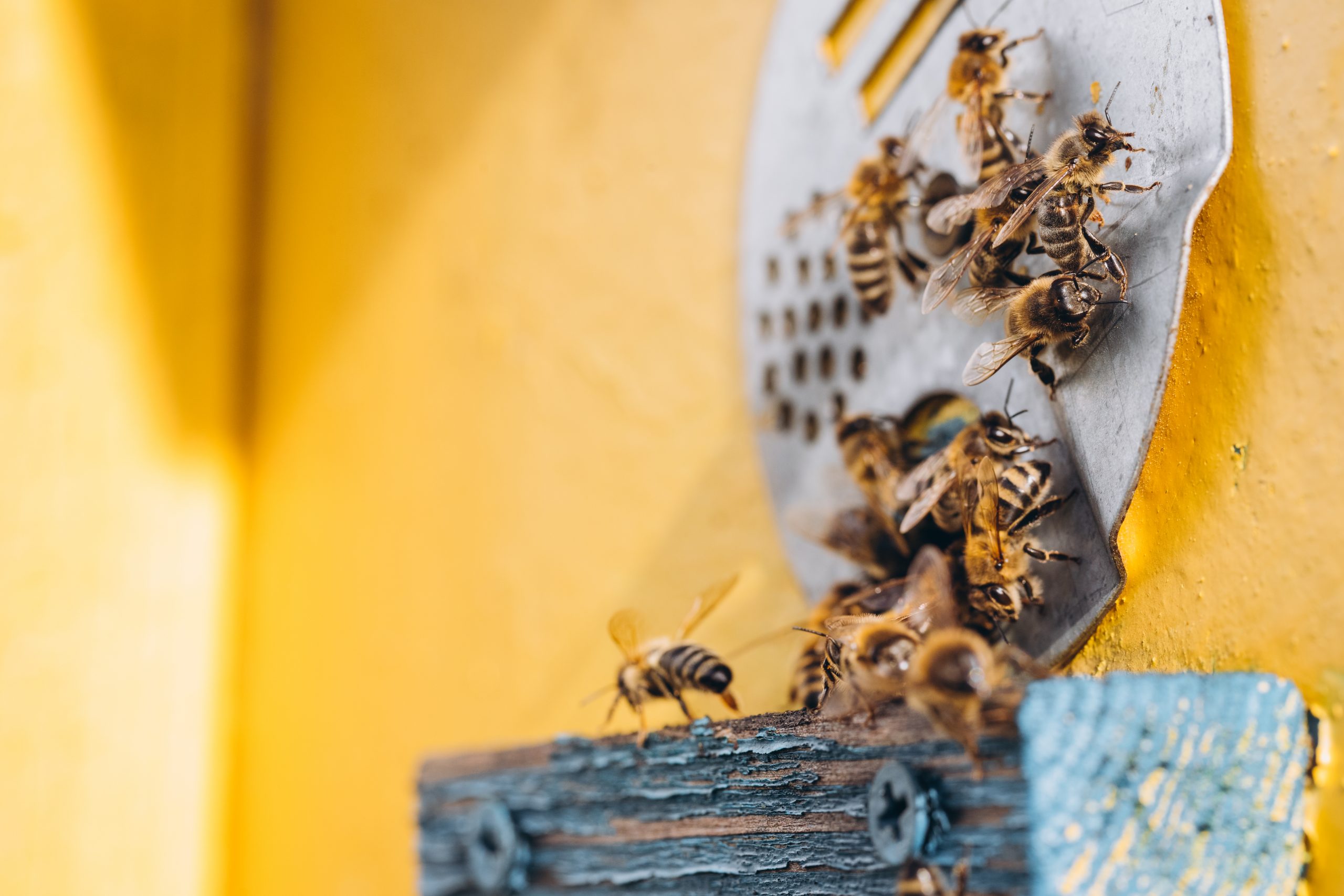 Honey bees carrying pollen