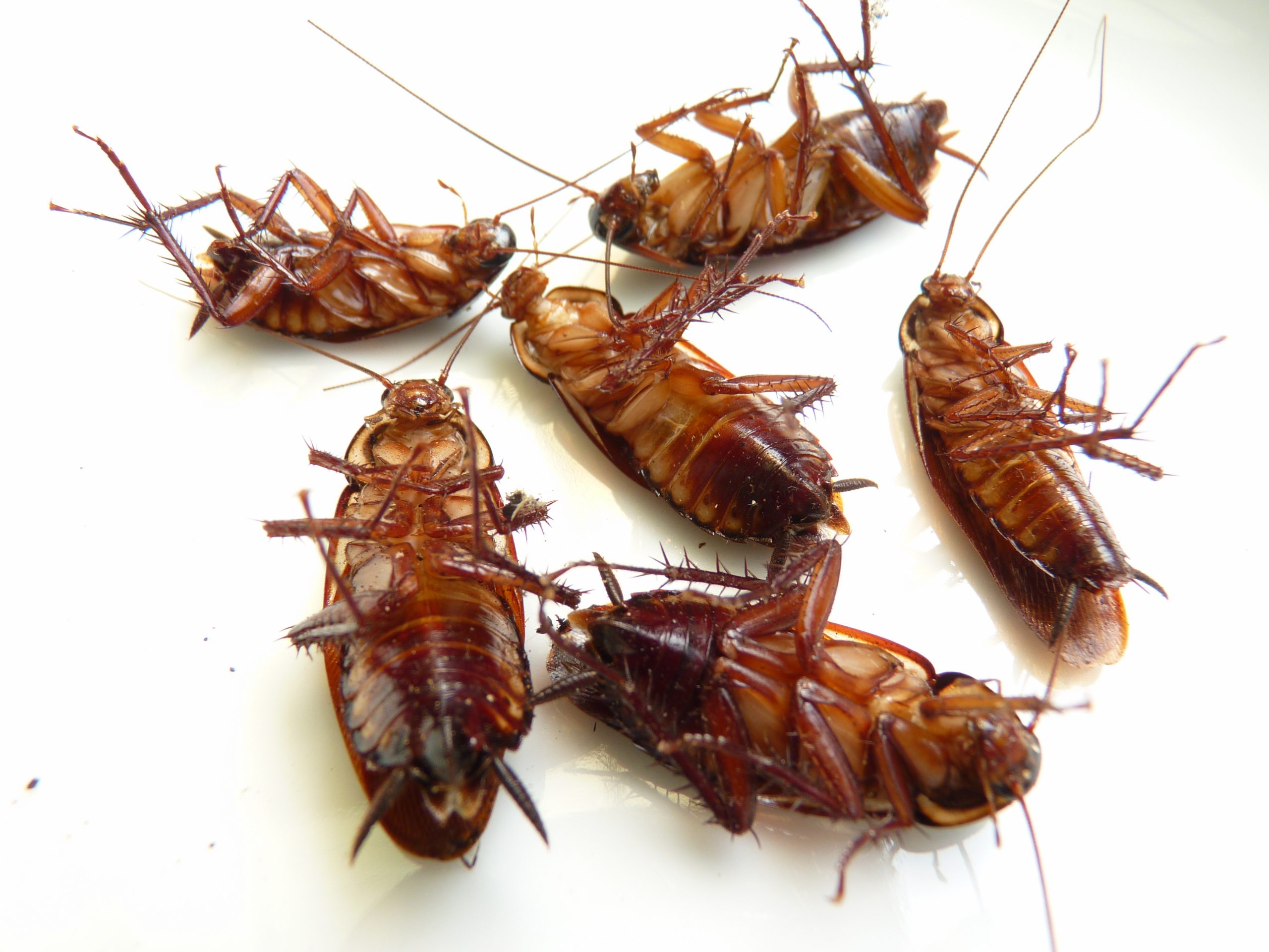 Cockroach infestation