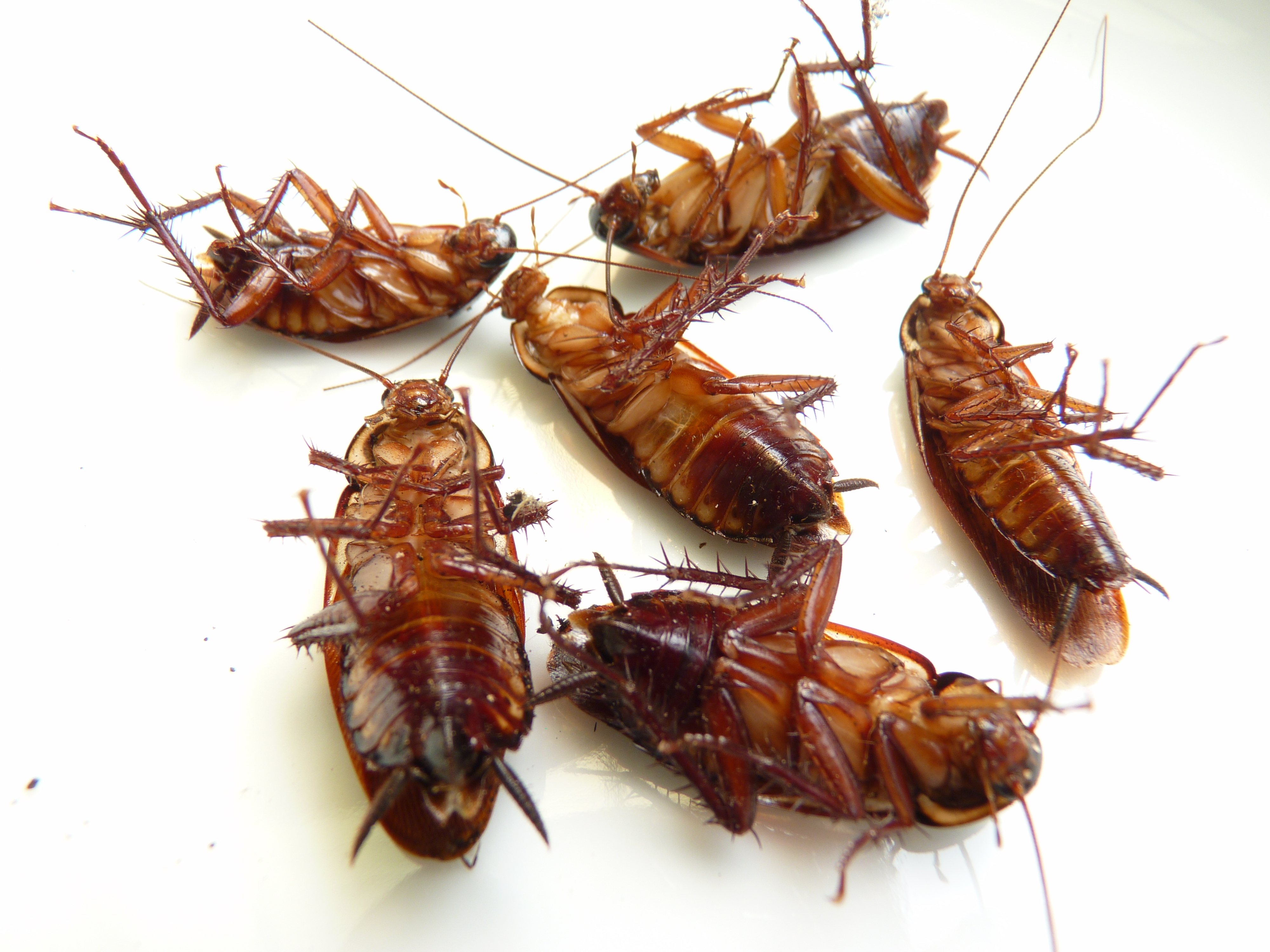 Cockroaches on a white surface