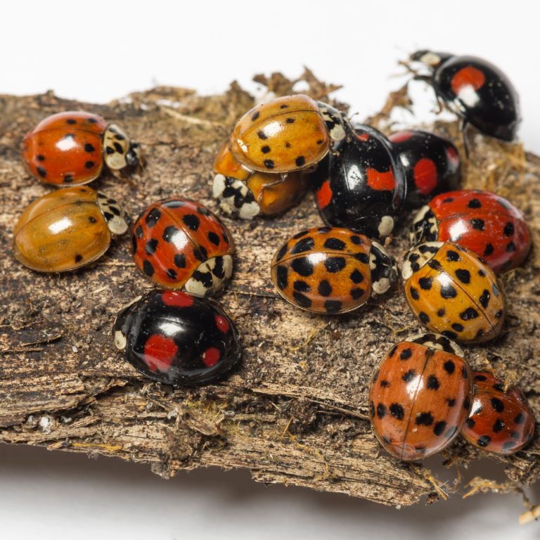 Asian lady beetles