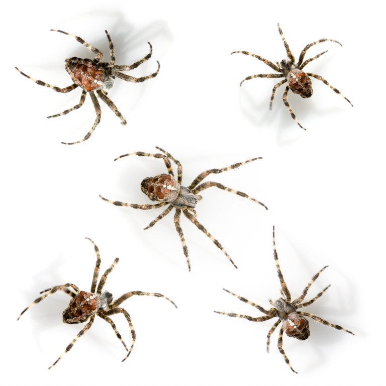 House spiders