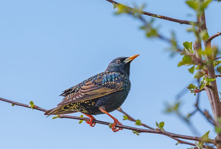 Starlings