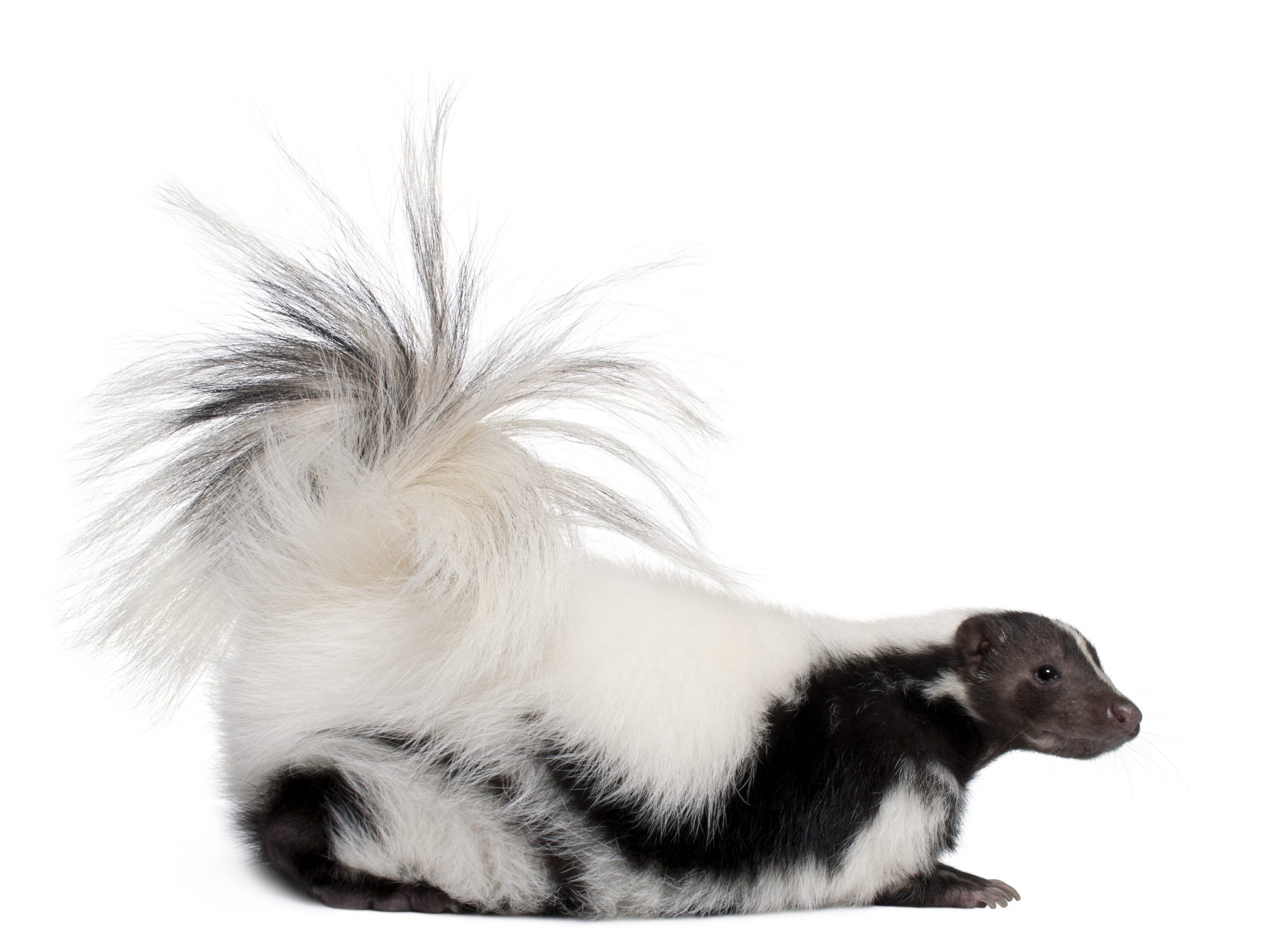 Emergency skunk removal service NJ