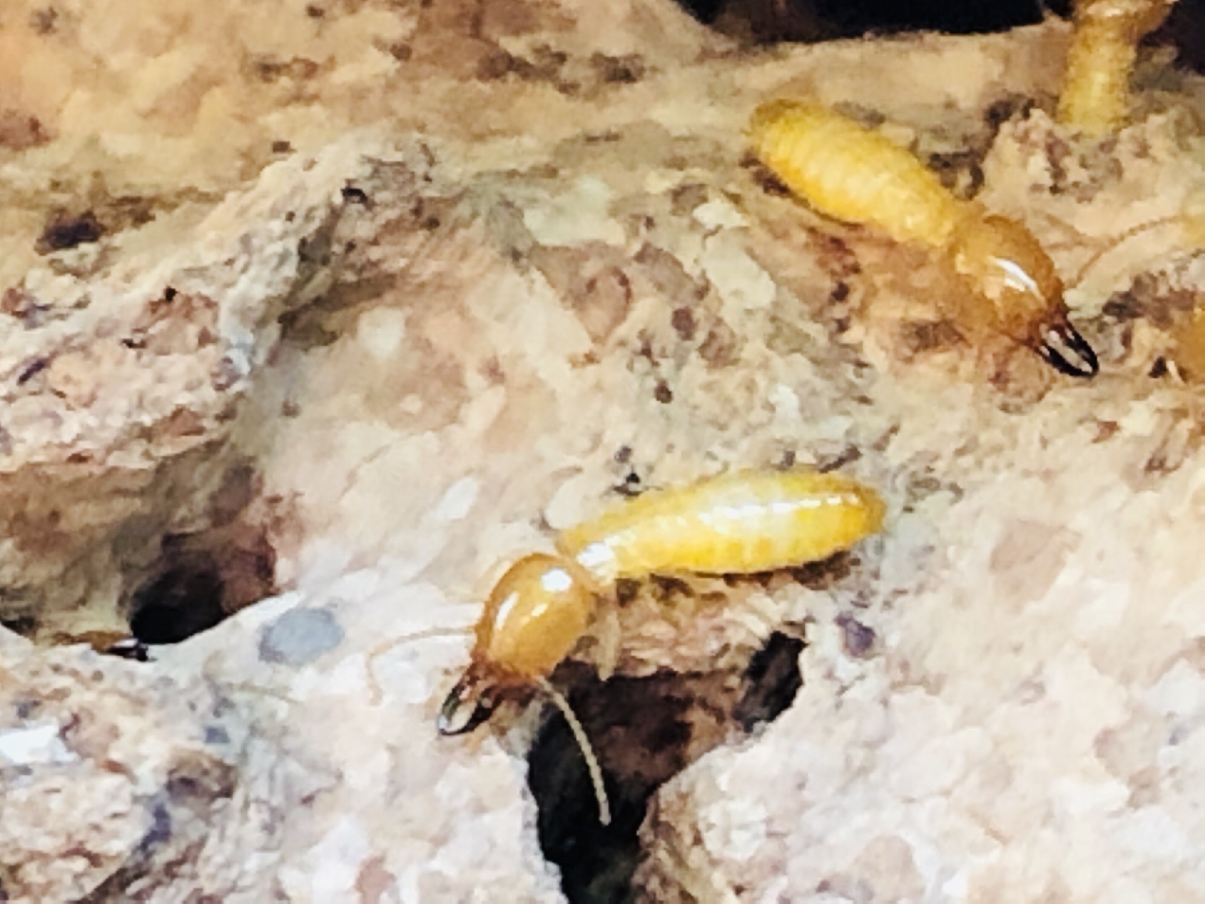 Subterranean termite close-up