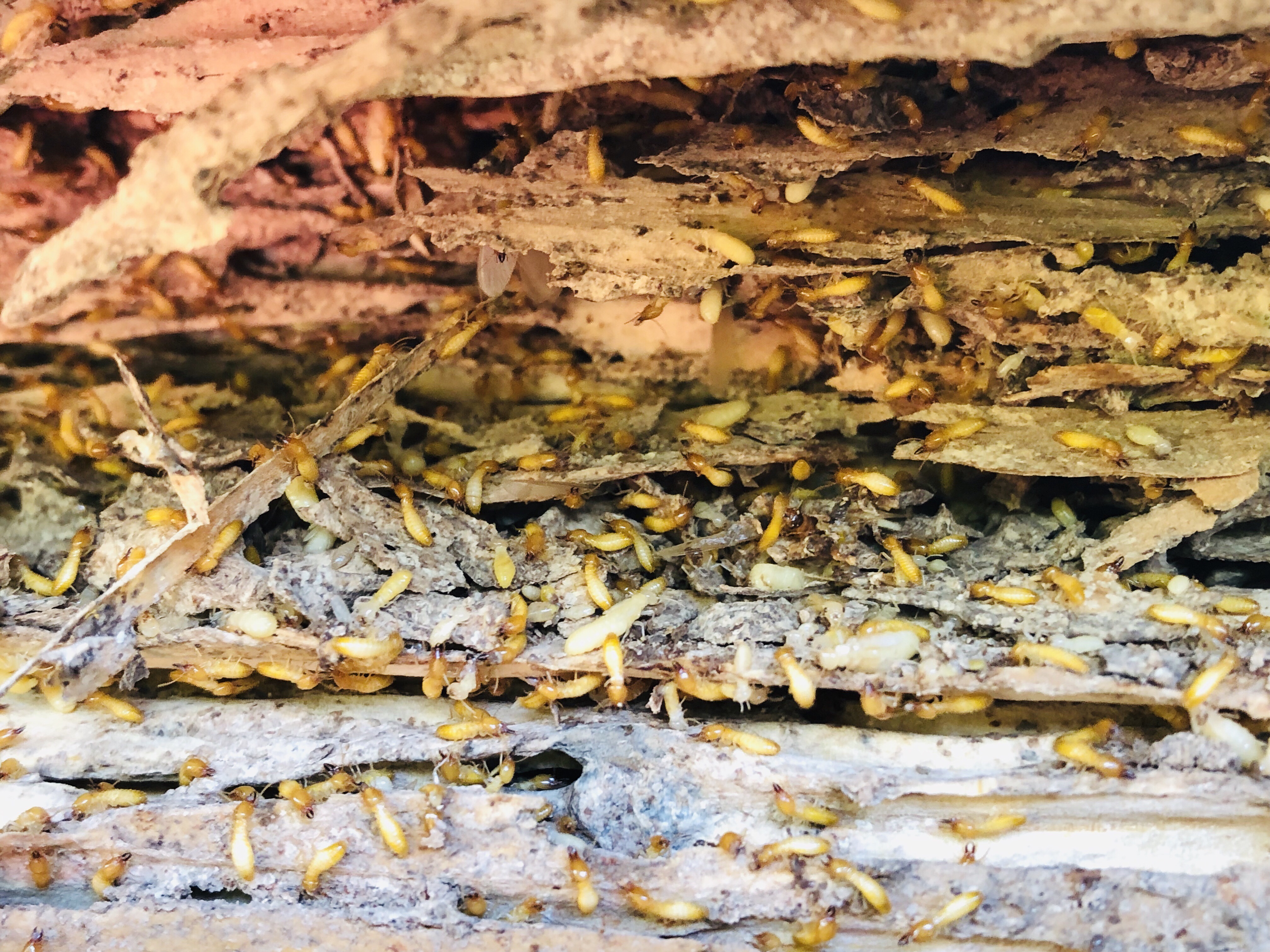 Subterranean termites working in wood