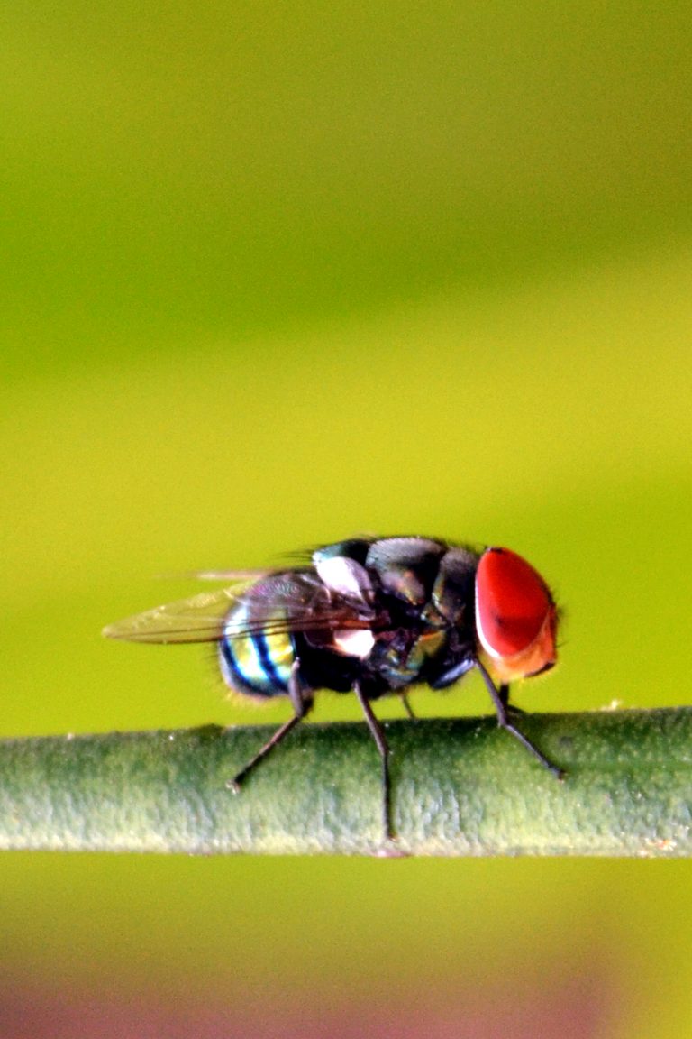 Fruit flies