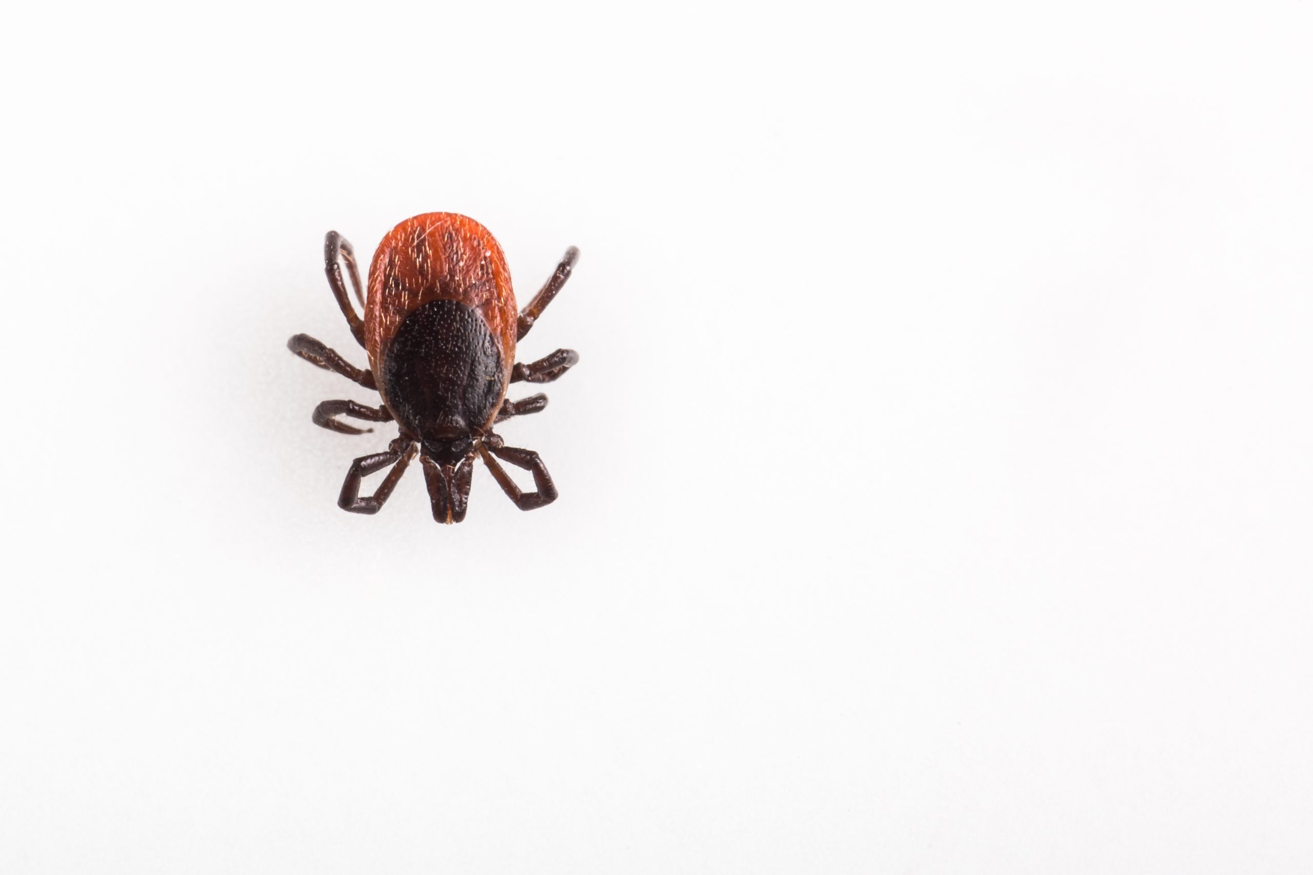 Tick control emergency spray service NJ