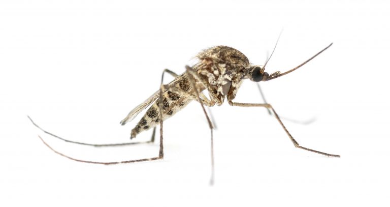 Asian tiger mosquitoes