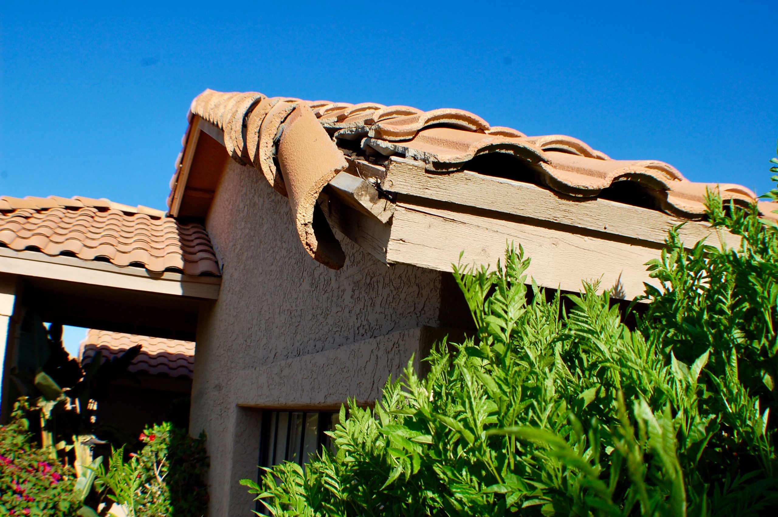 Roof damage from raccoon entry