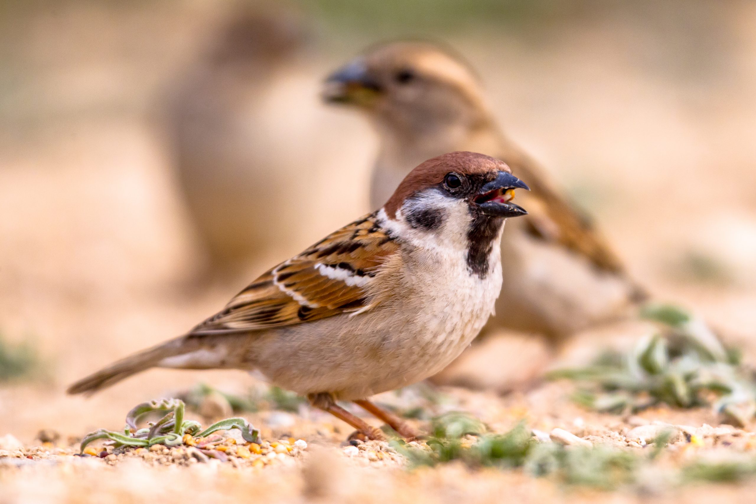 Emergency bird removal New Jersey