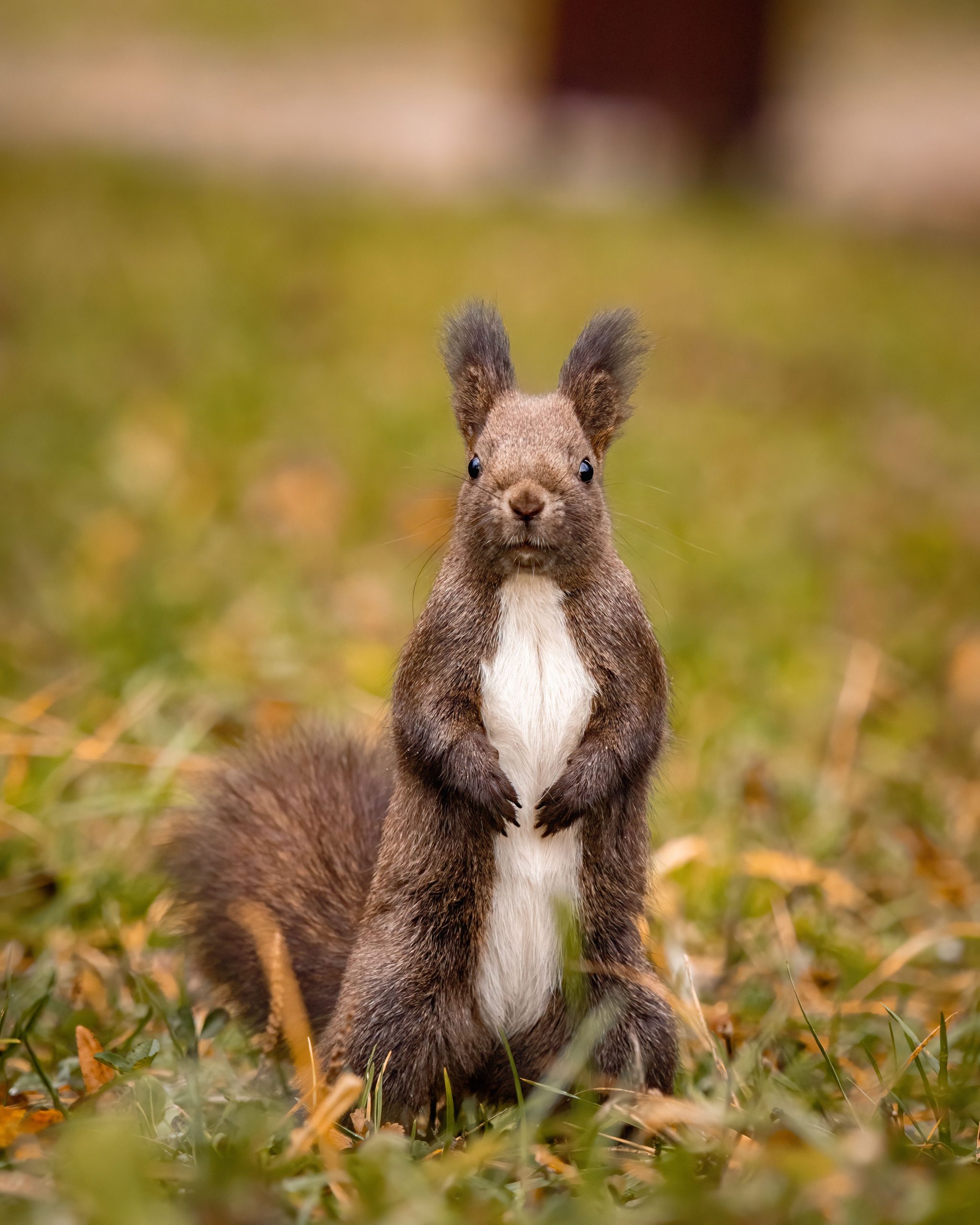Squirrel standing in the grass