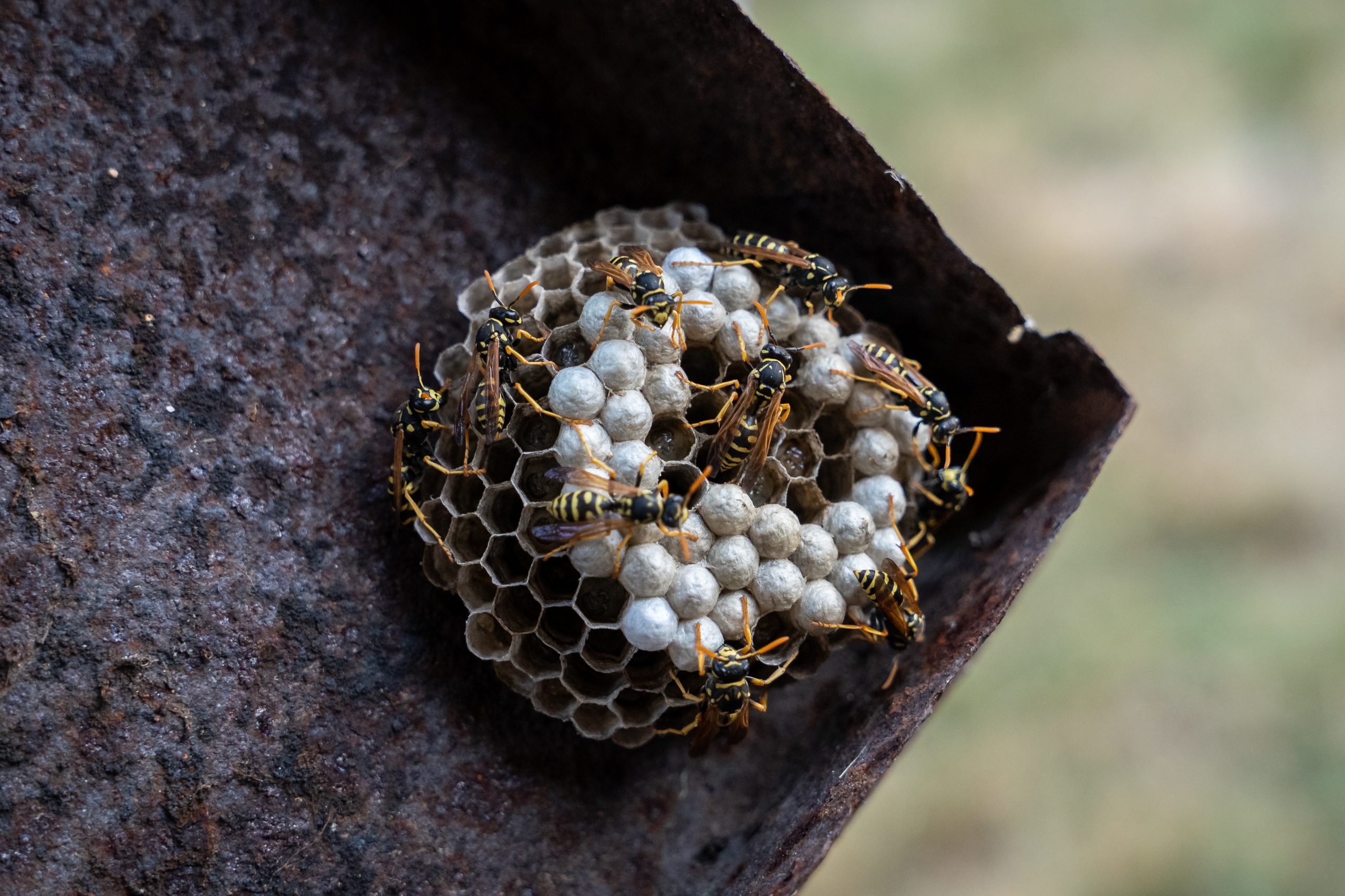 Wasp nest with active wasps