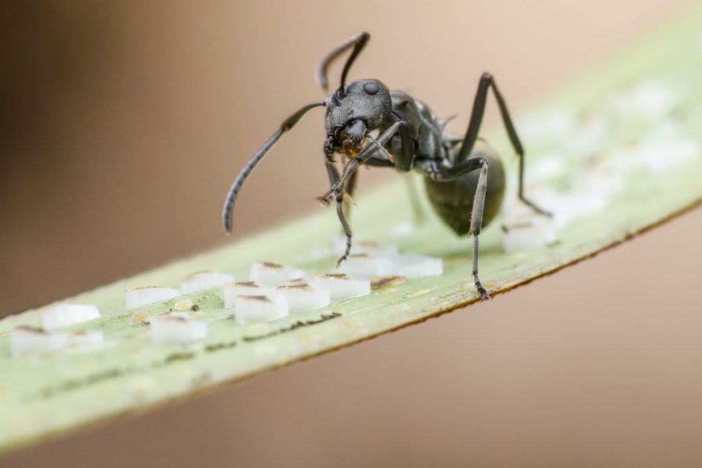 Ant in Jefferson Township NJ
