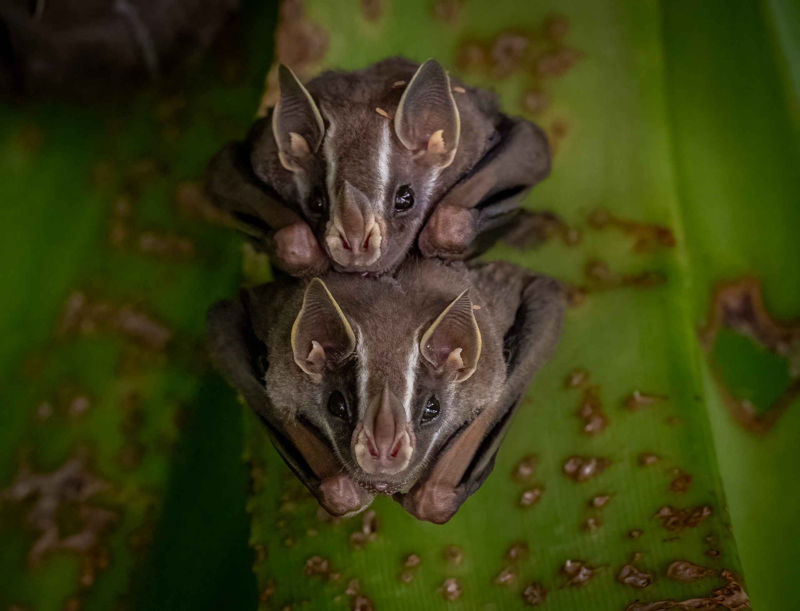 Bat exclusion work