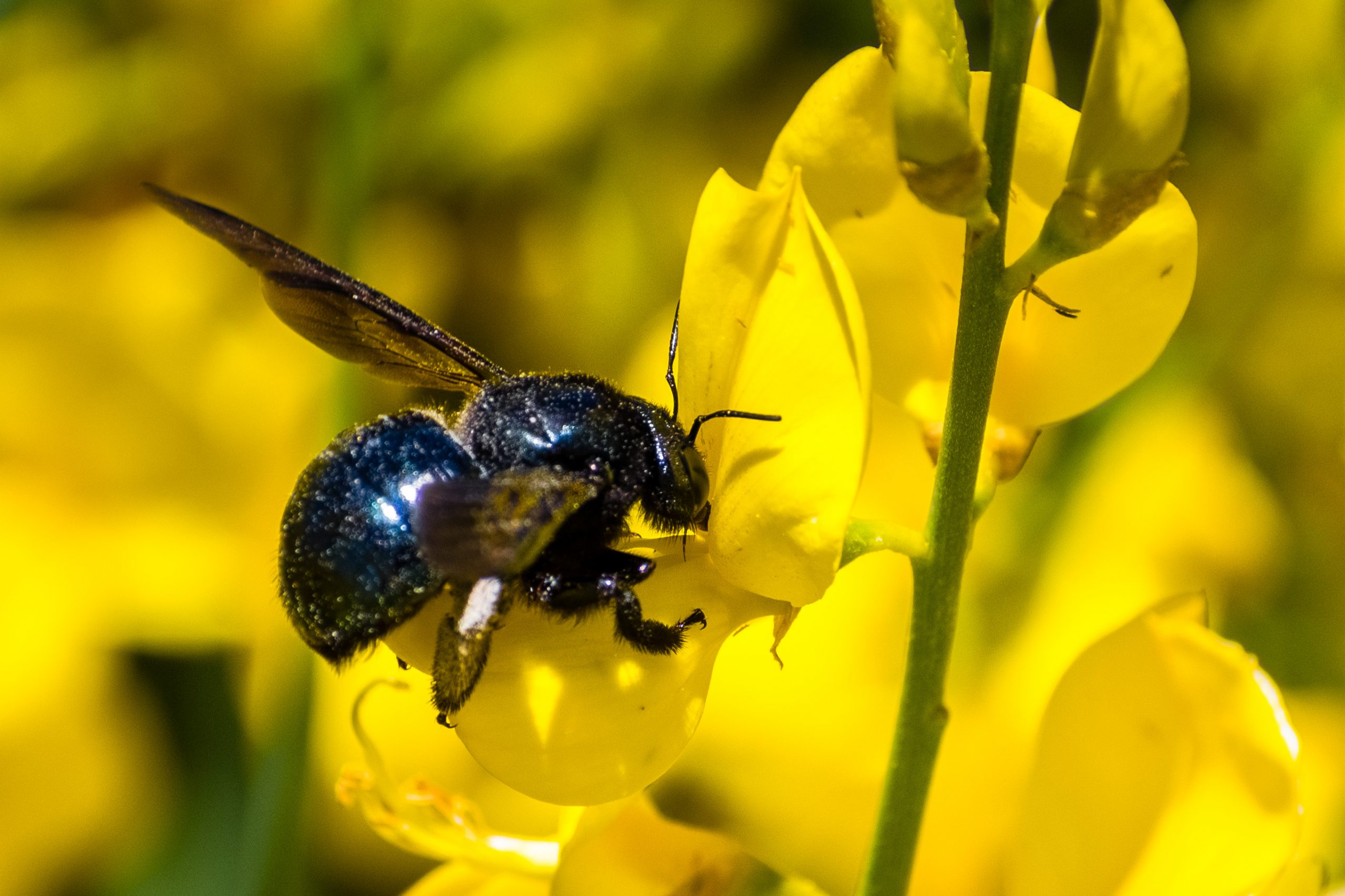 Bee pollinating flowers in New Jersey