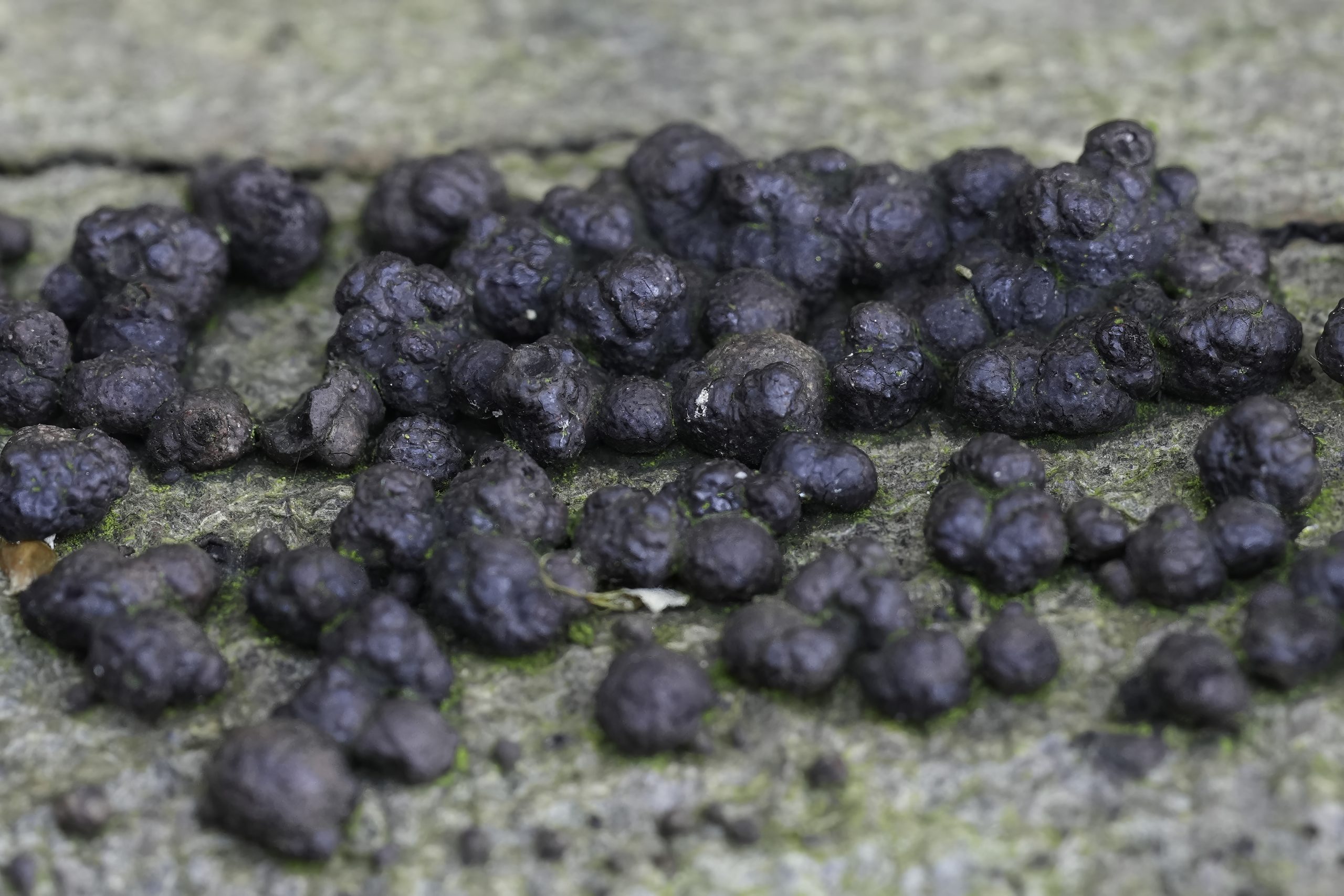 Bat guano — Boonton