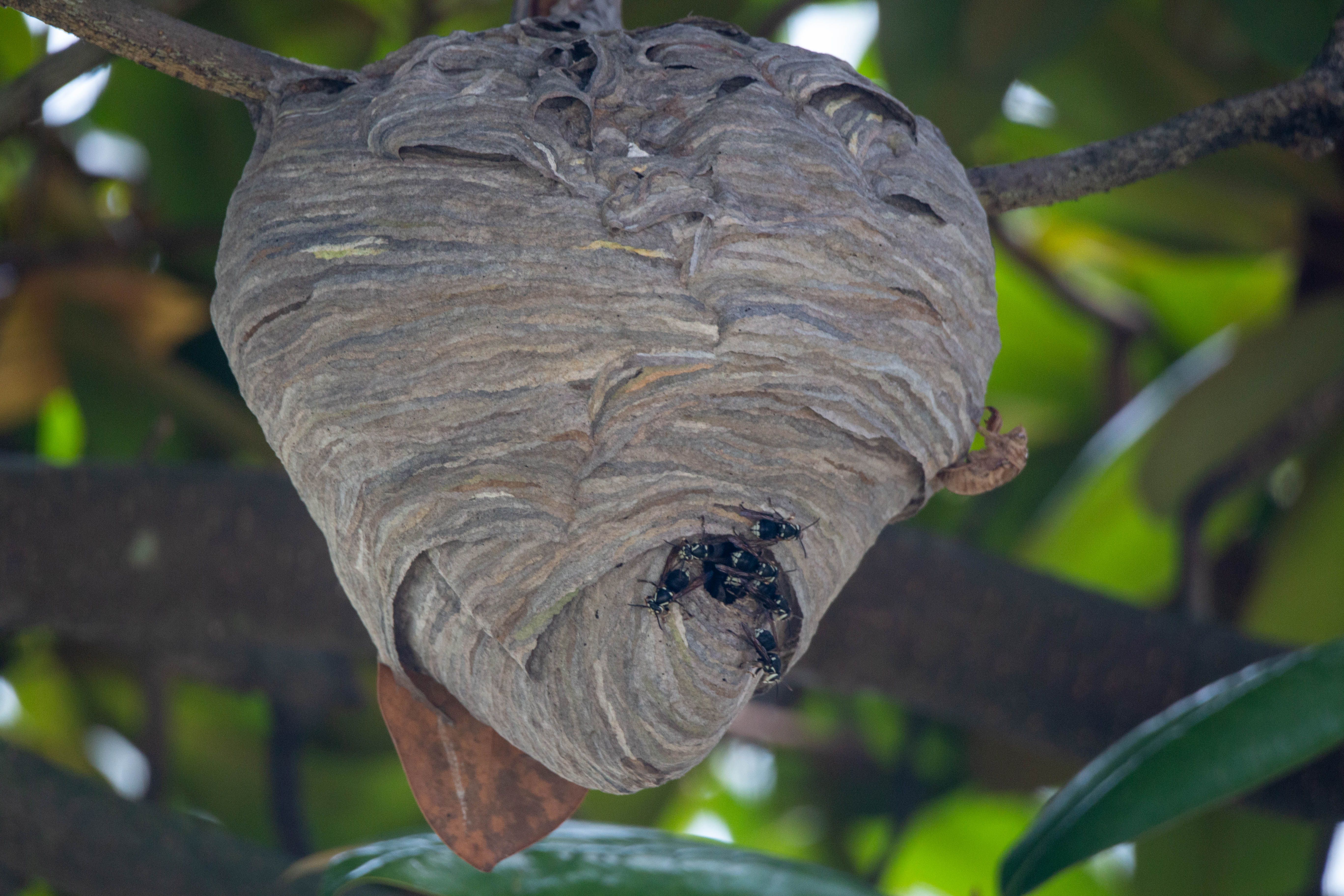 Hornet nest hanging on a tree branch